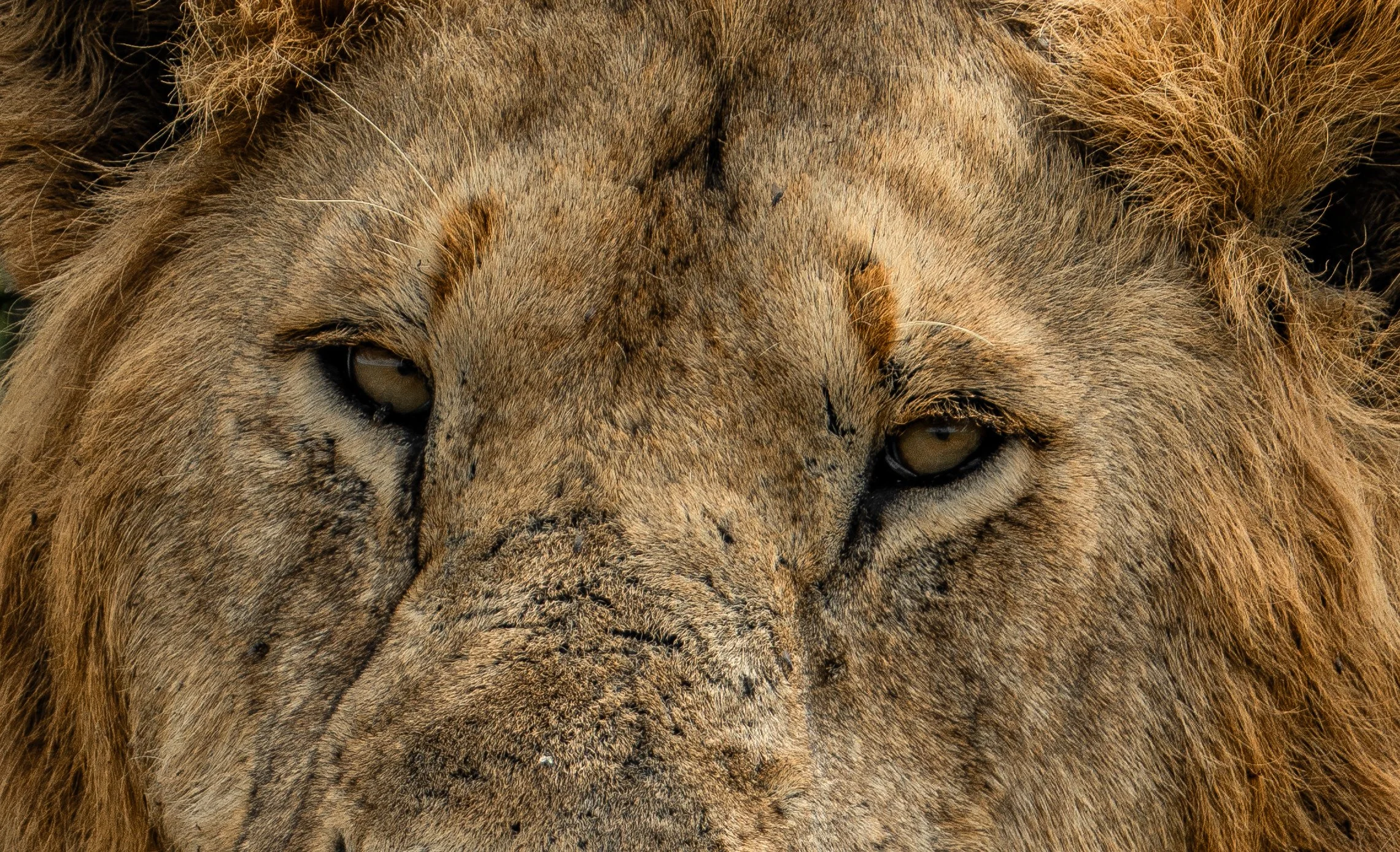 x Masai Mara - Safari-305.jpg