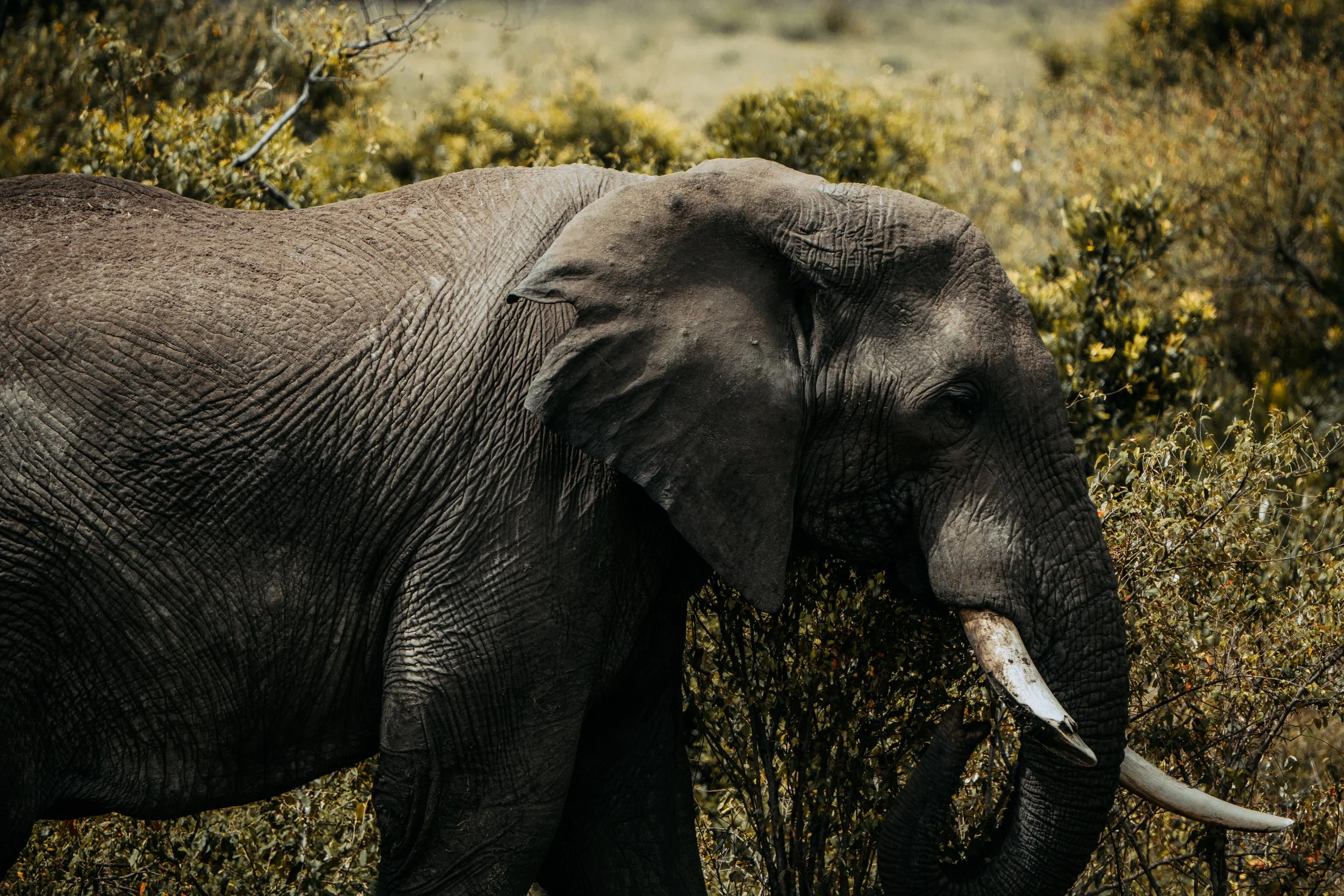 x Masai Mara - Safari-134.jpeg