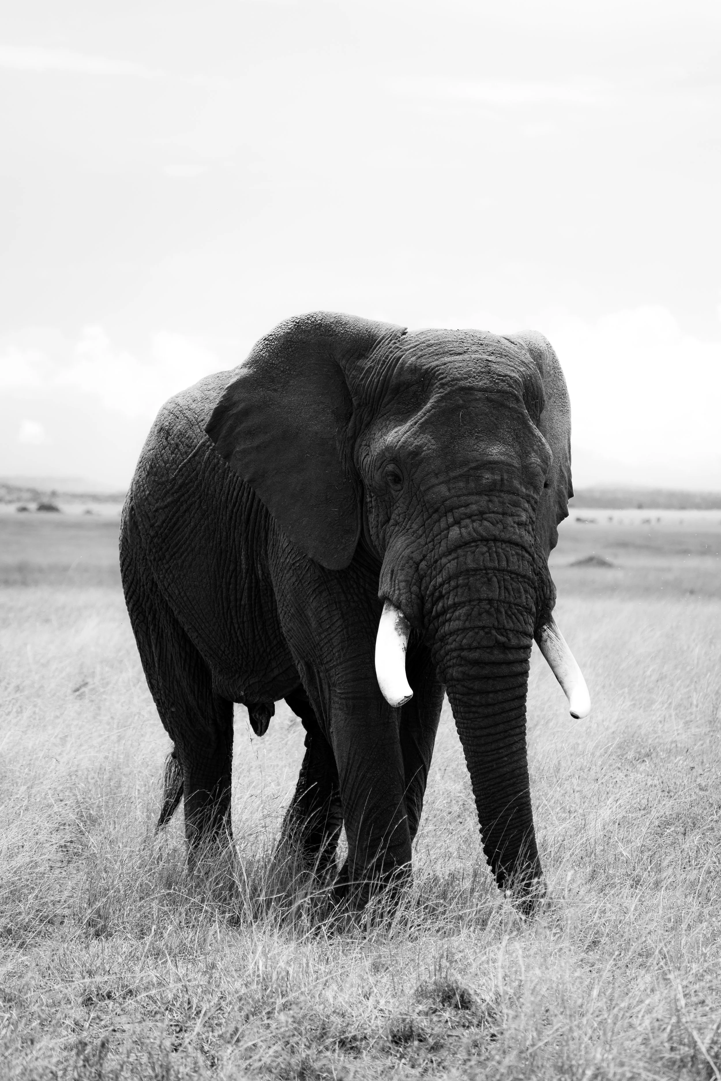 Serengeti National Park - Day 1 Safari-271.jpg