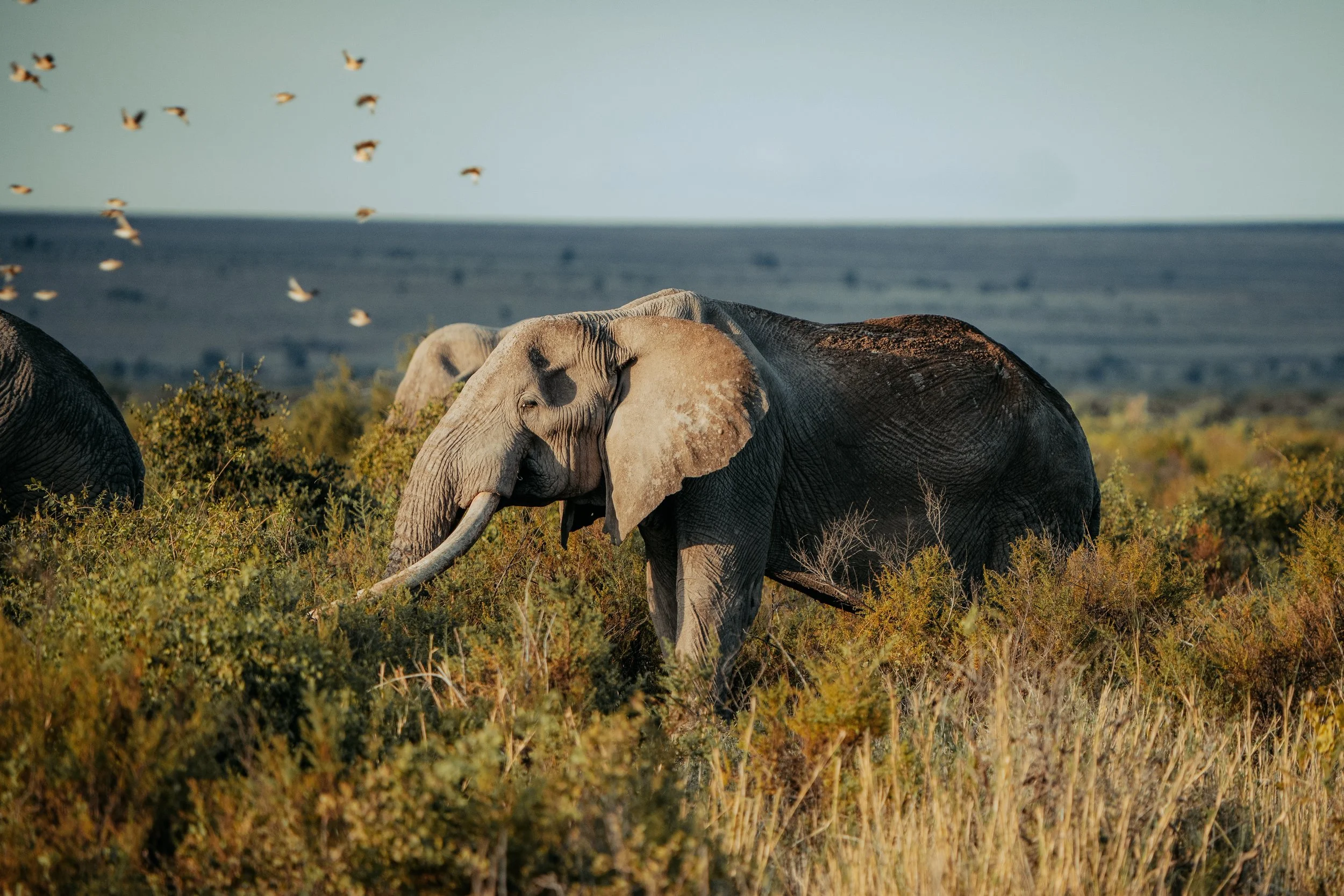 Amboseli National Park - Safari-276.jpeg