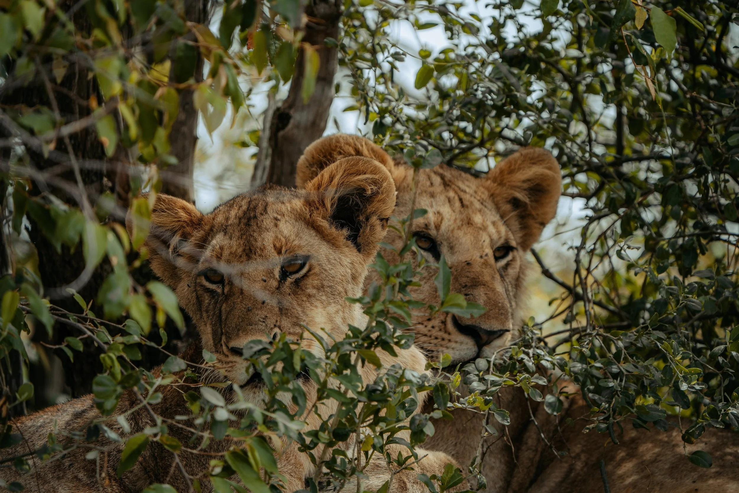 x Masai Mara - Safari-142.jpeg