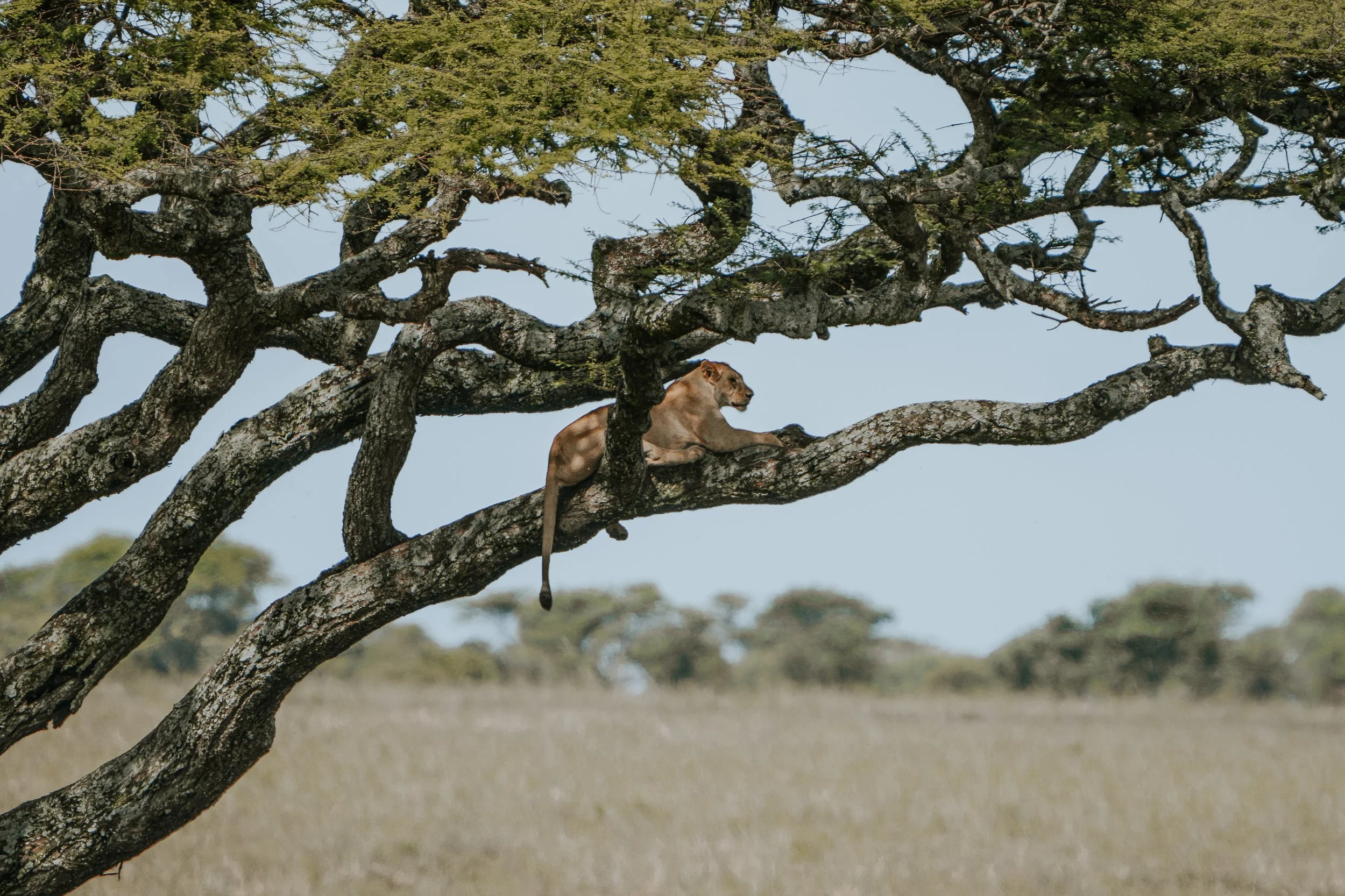 Serengeti National Park - Day 1 Safari-328.jpg