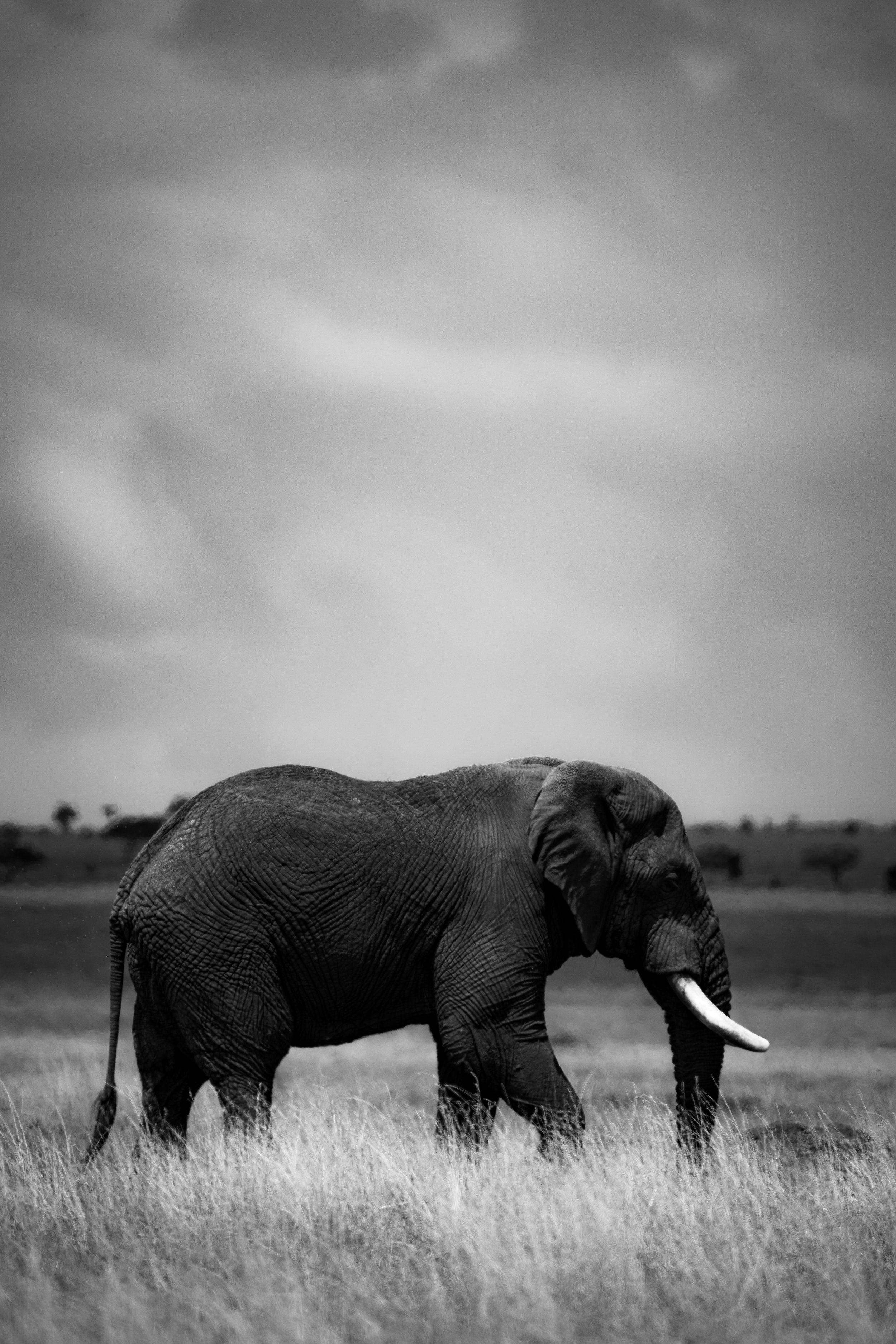 Serengeti National Park - Day 1 Safari-299.jpg