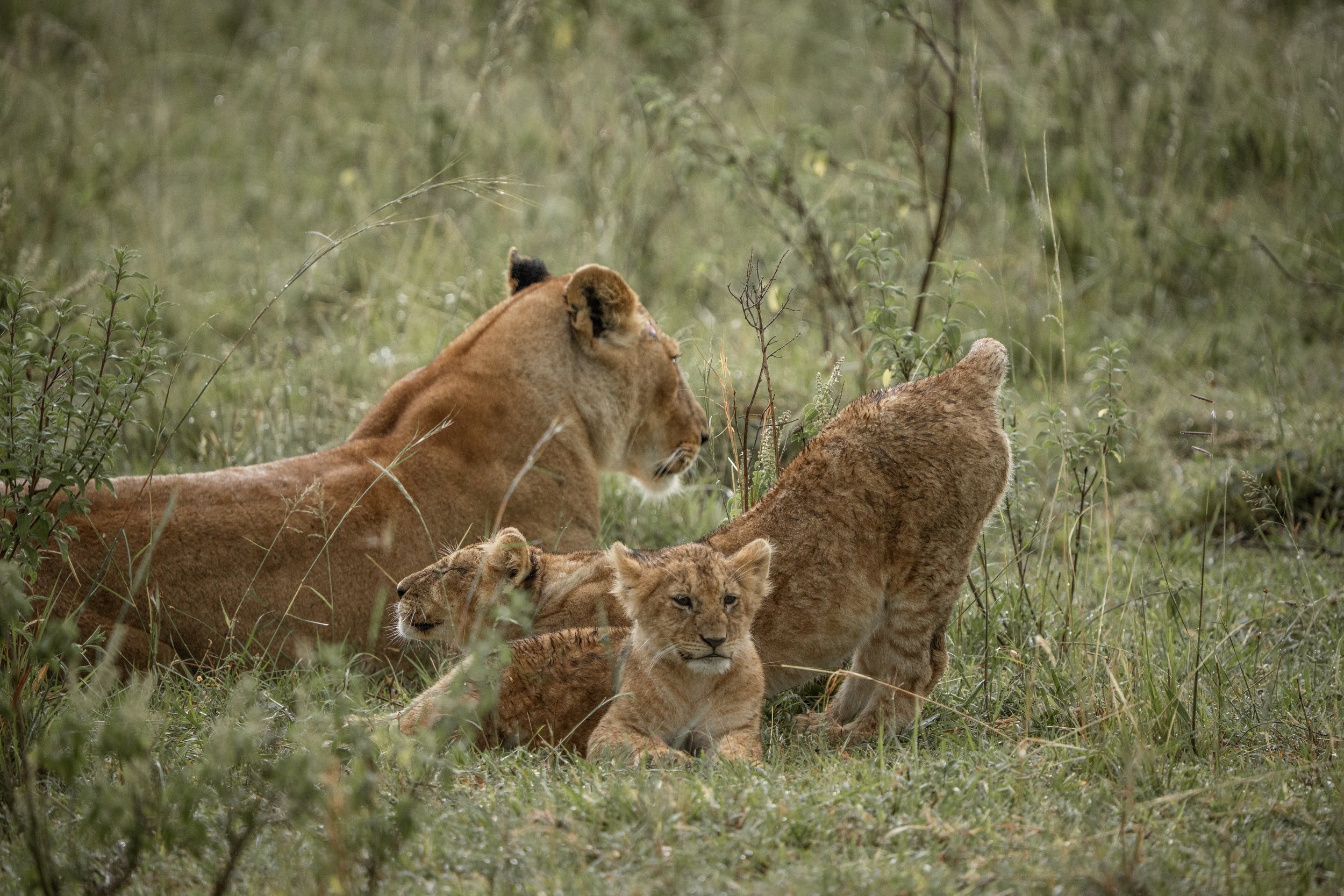 x Lake Nakuru-392.jpeg