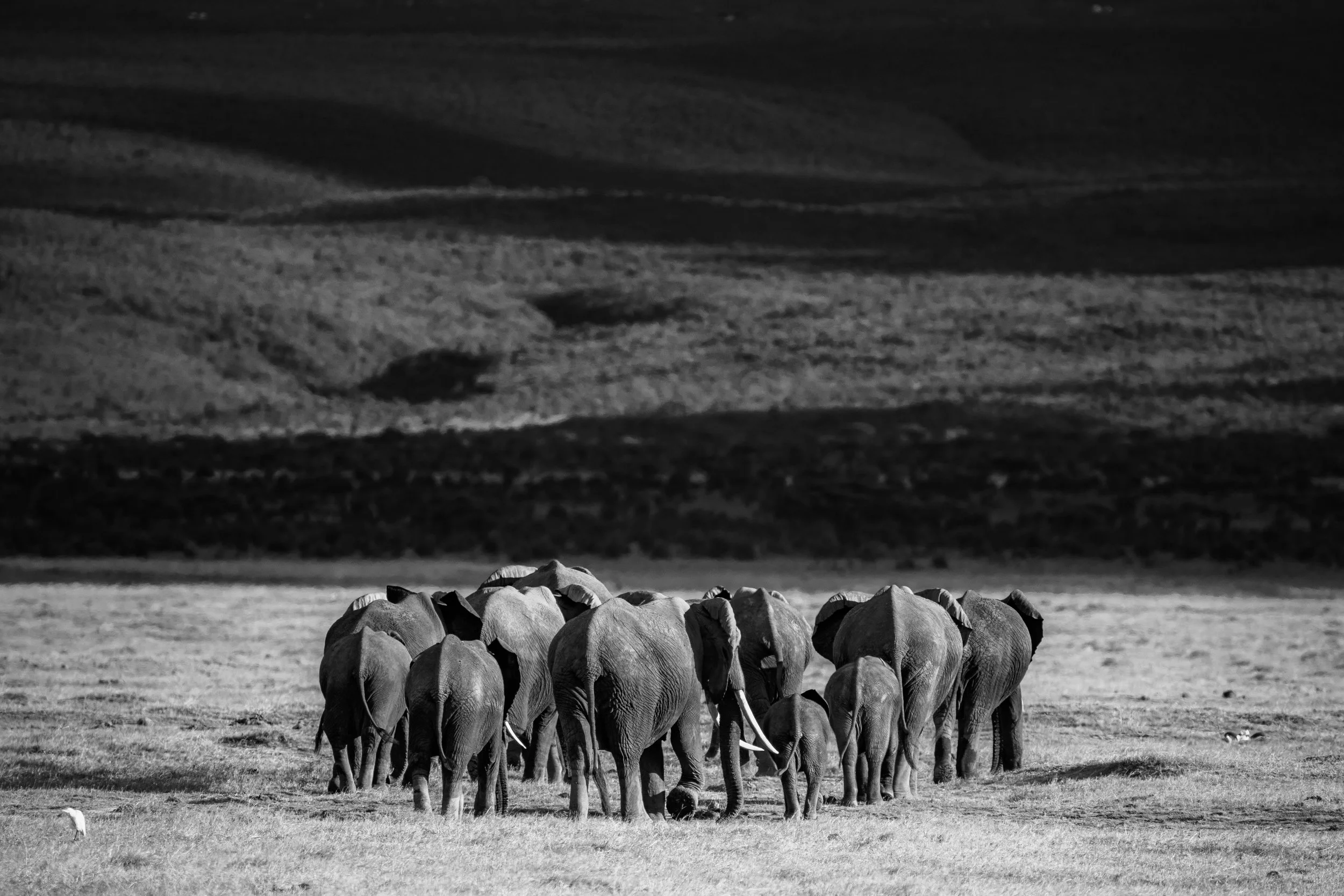 Amboseli National Park - Safari-238.jpg