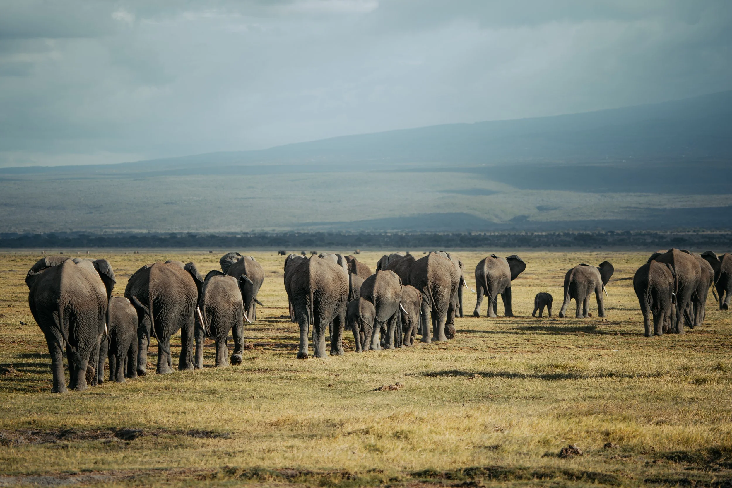 Amboseli National Park - Safari-222.jpg