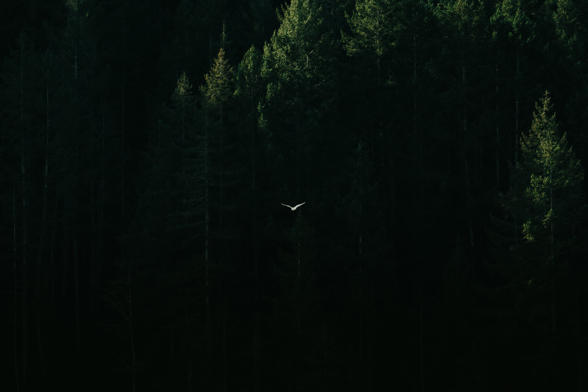 BC FERRIES_SUNSHINECOAST-74.jpg