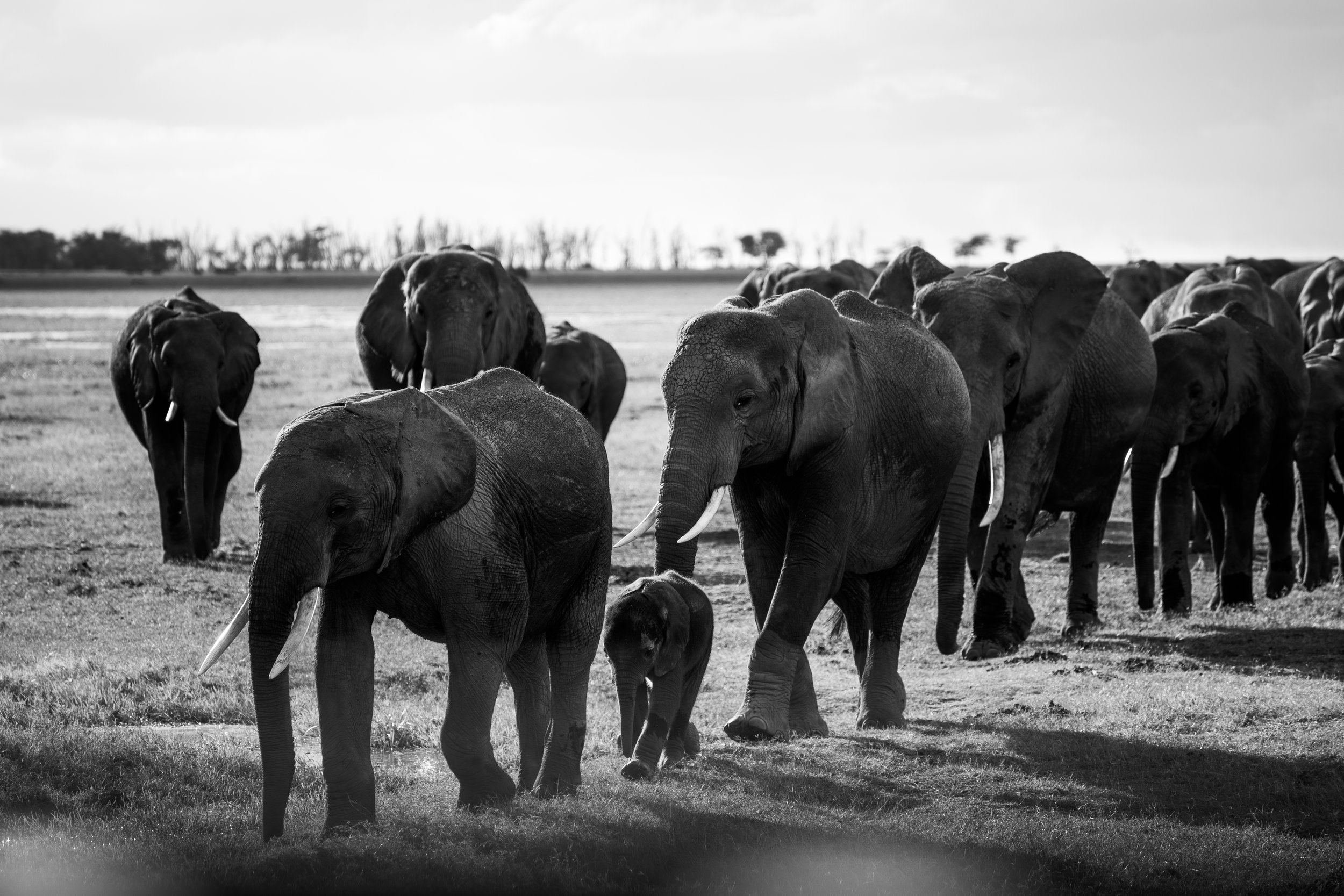 Amboseli National Park - Safari-213.jpg