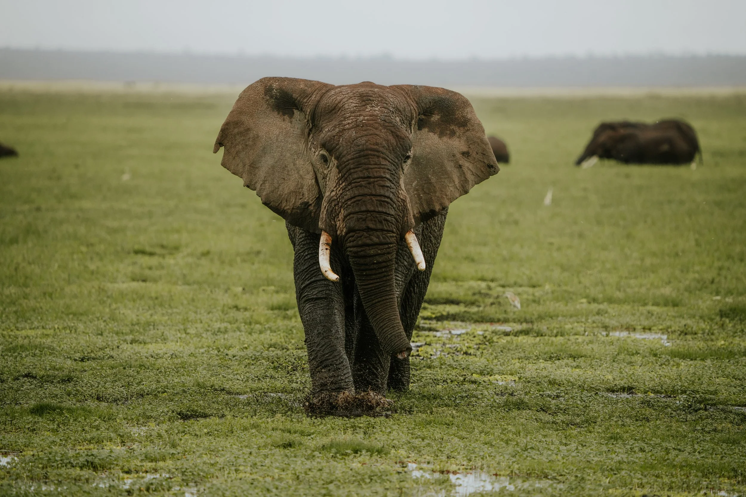 x Amboseli to Nairobi-108.jpeg