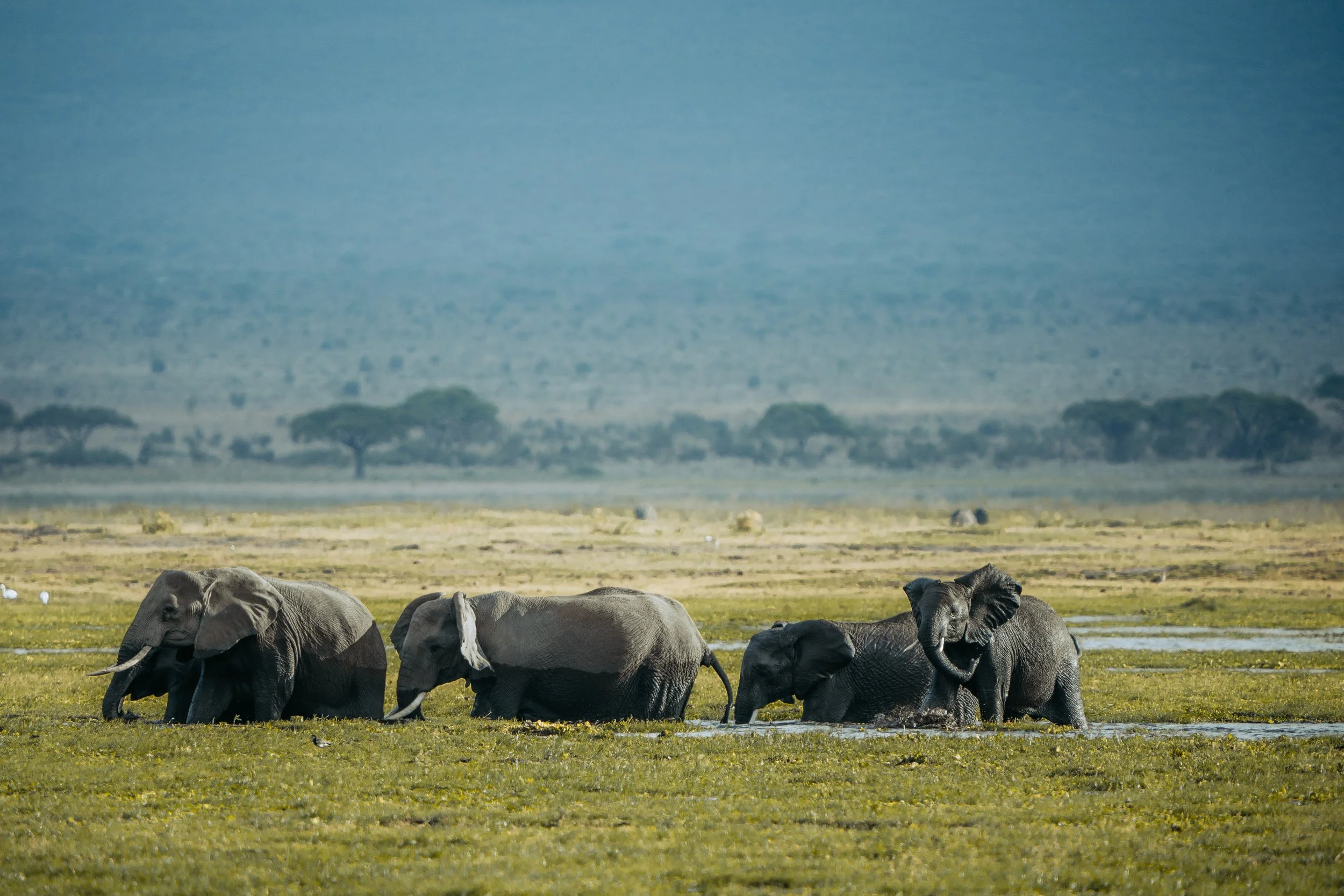 Amboseli National Park - Safari-227.jpg
