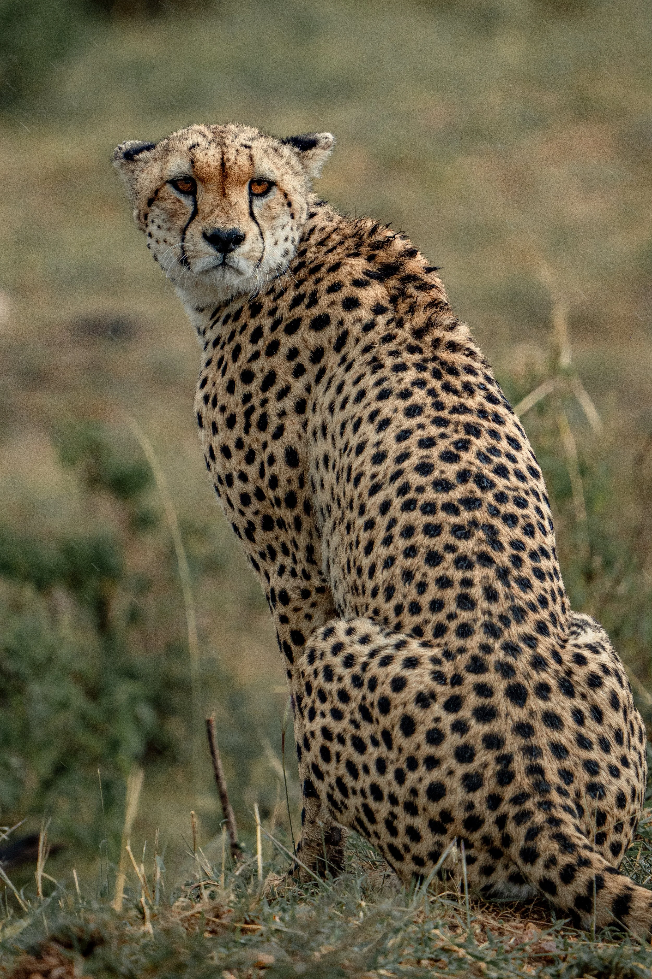 x Lake Nakuru-334.jpg