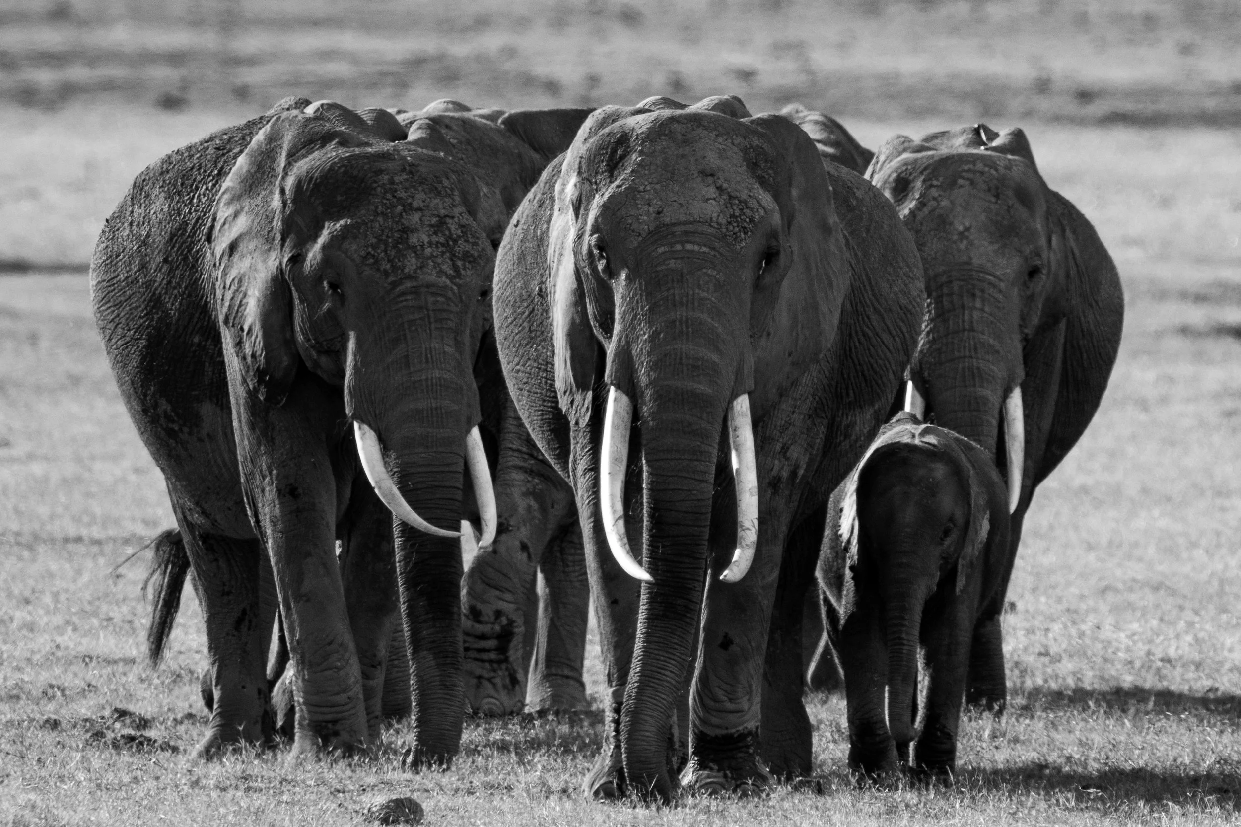 Amboseli National Park - Safari-182.jpg