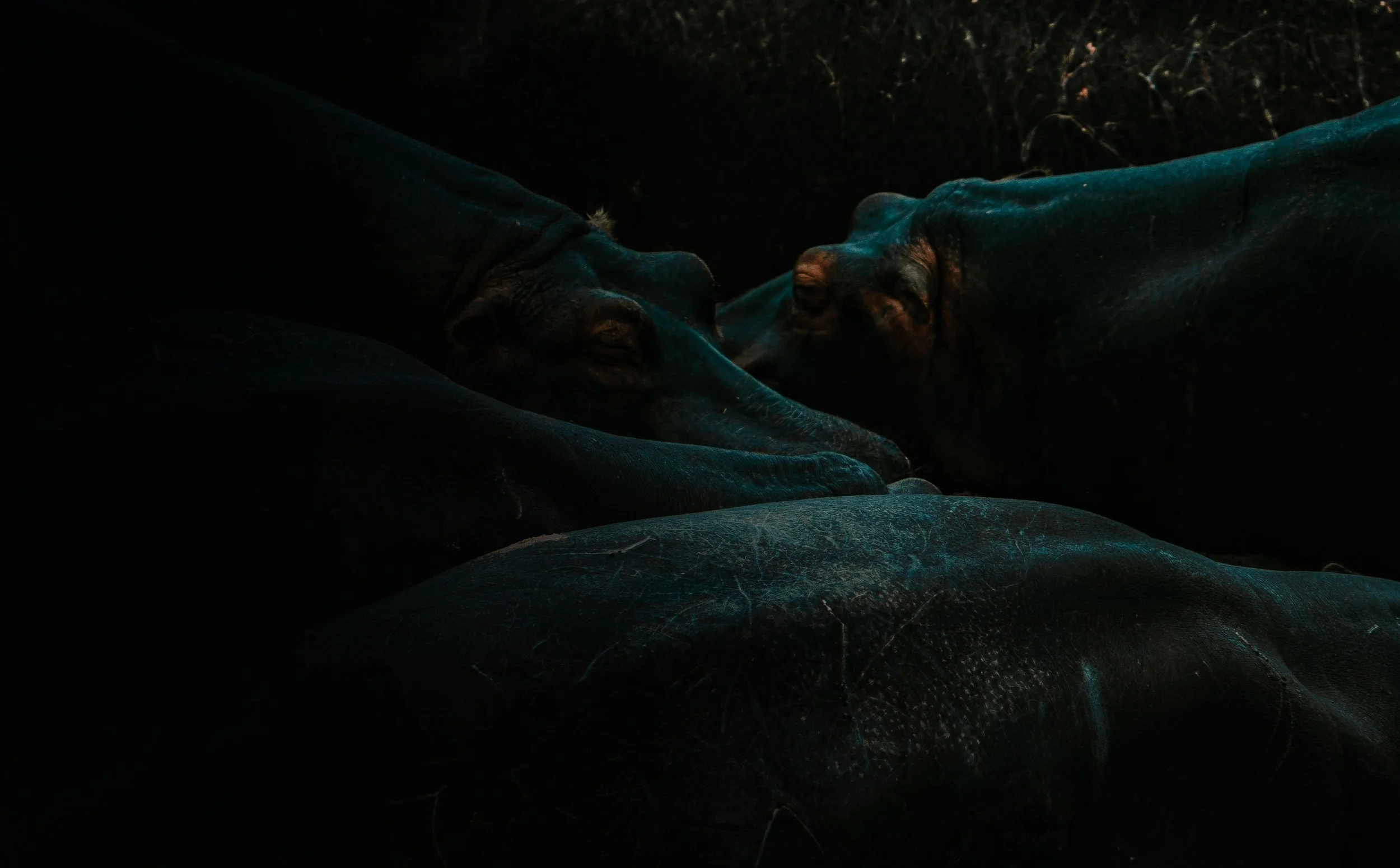 x Masai Mara - Safari-251.jpg