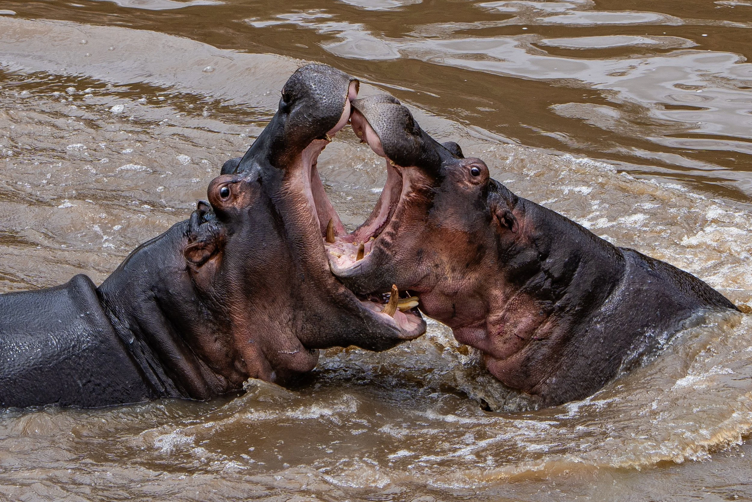 Masai Mara - Safari-235.jpg