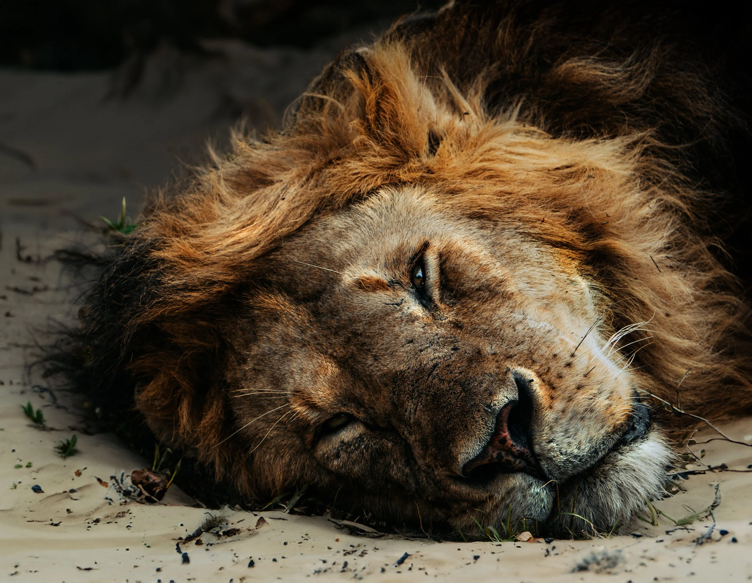 LAYING LION FACE.jpg