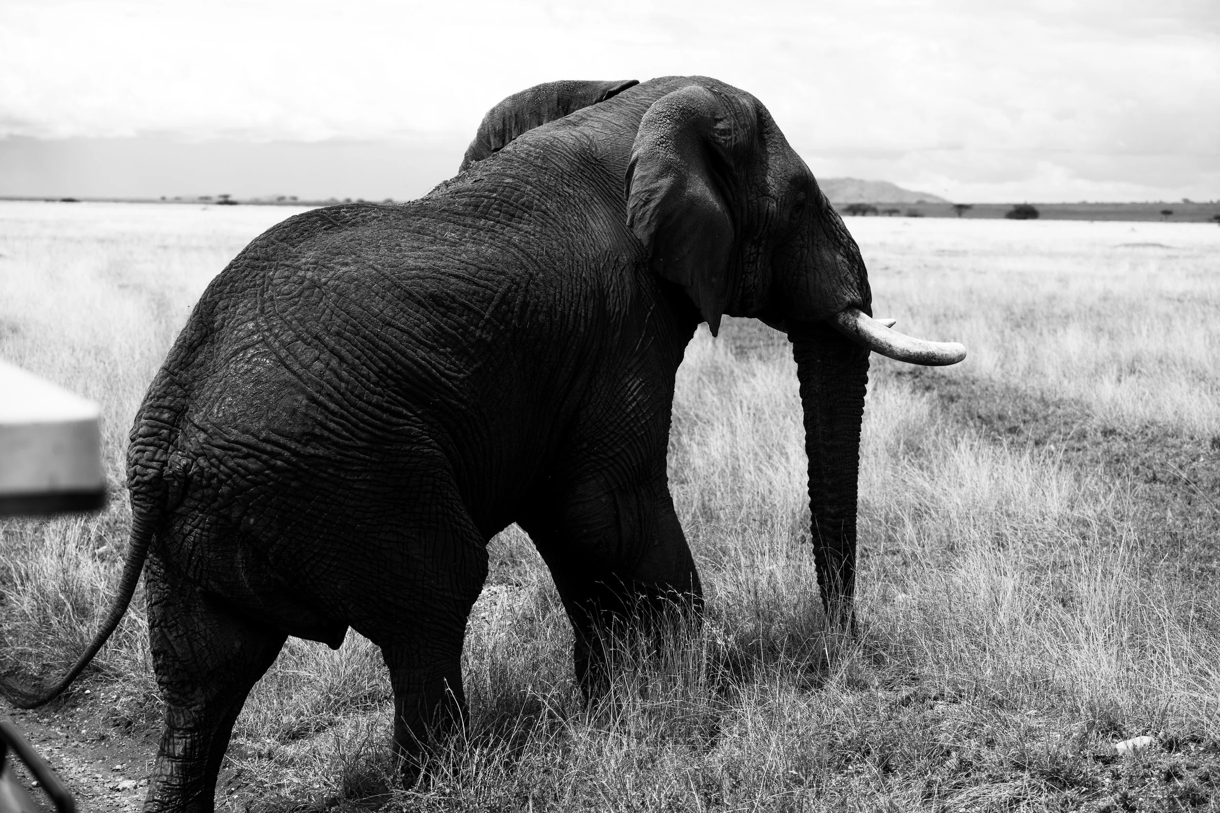 Serengeti National Park - Day 1 Safari-286.jpg