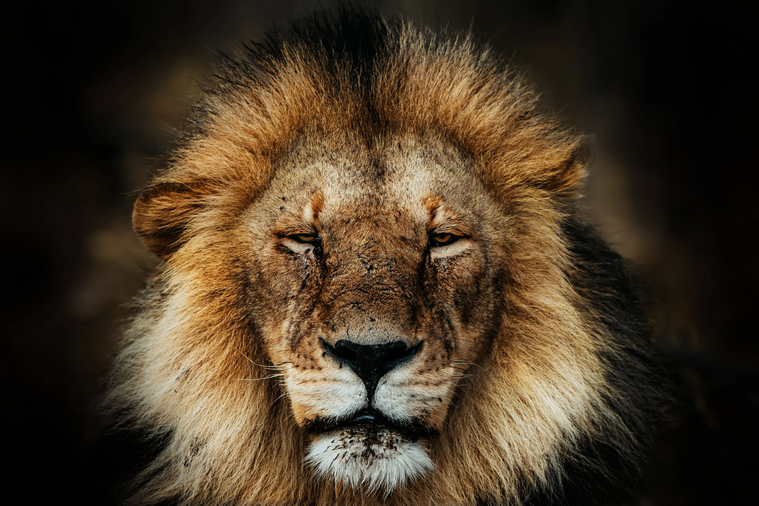 LION FACE.jpg