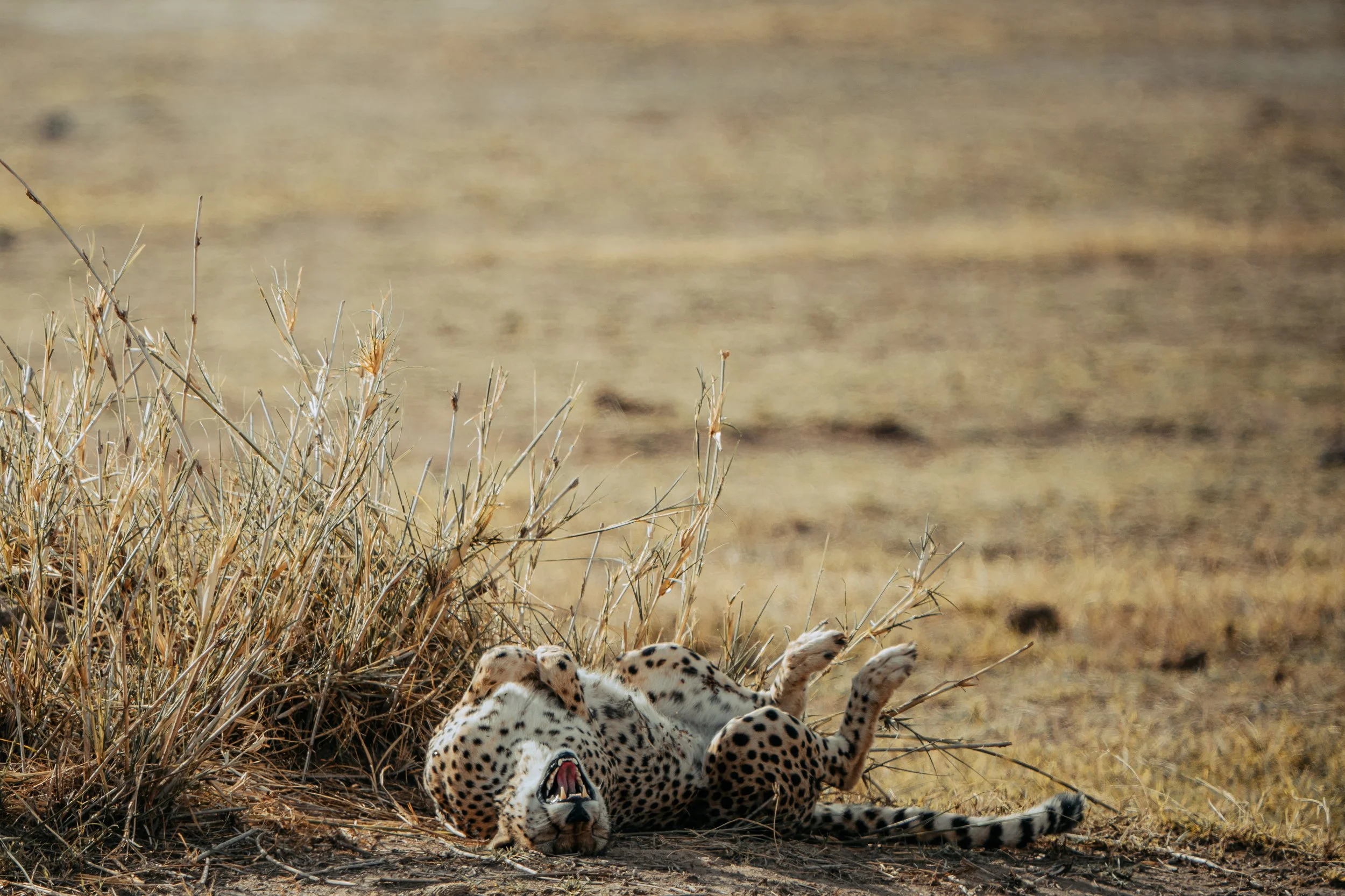 Amboseli National Park - Safari-142.jpg