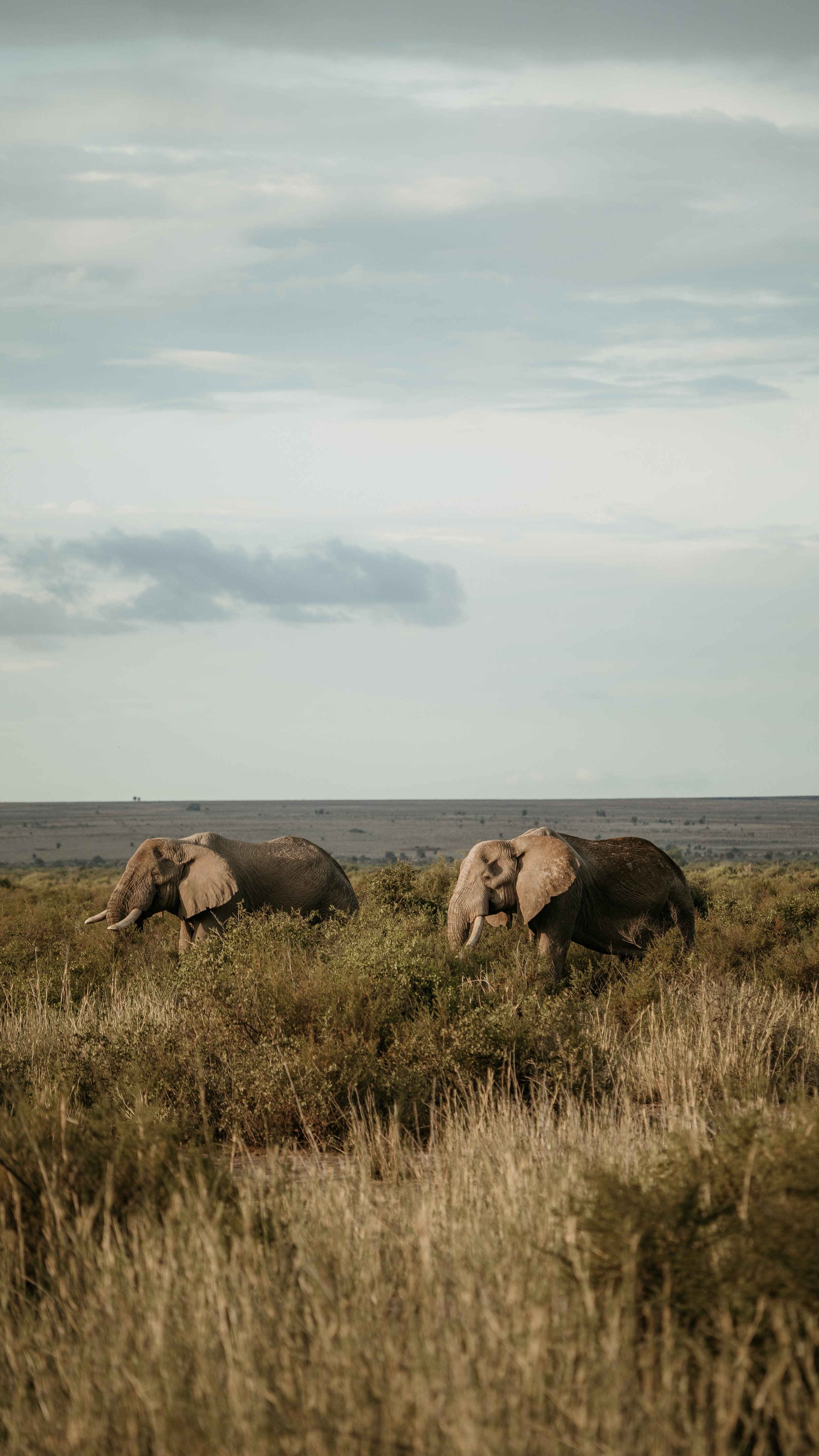 Amboseli National Park - Safari-281.jpg