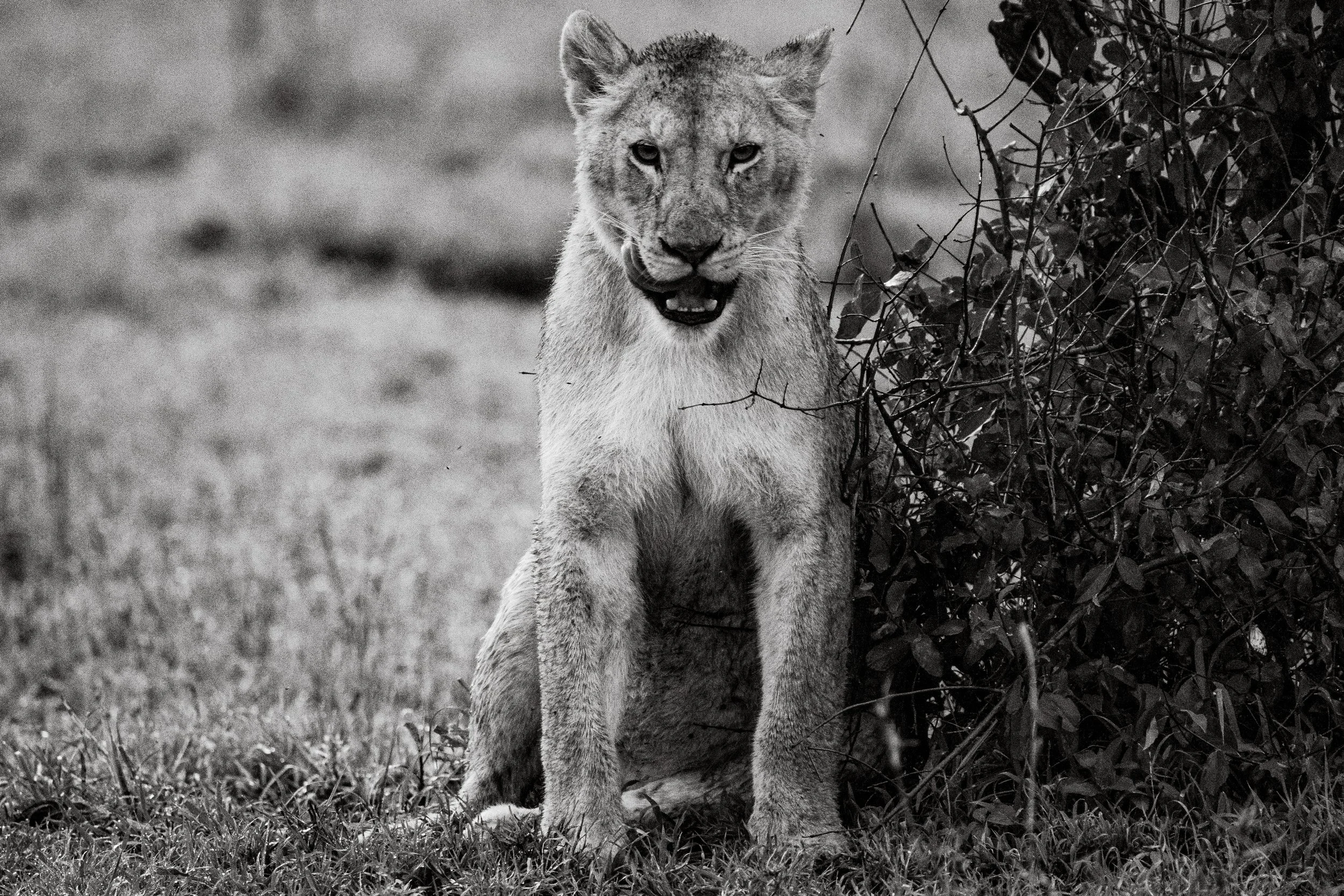 Serengeti National Park - Day 3 Safari-171.jpg