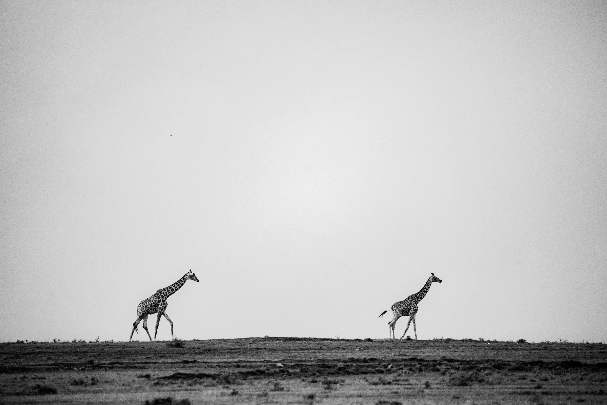 x Masai Mara - Balloon-106.jpeg