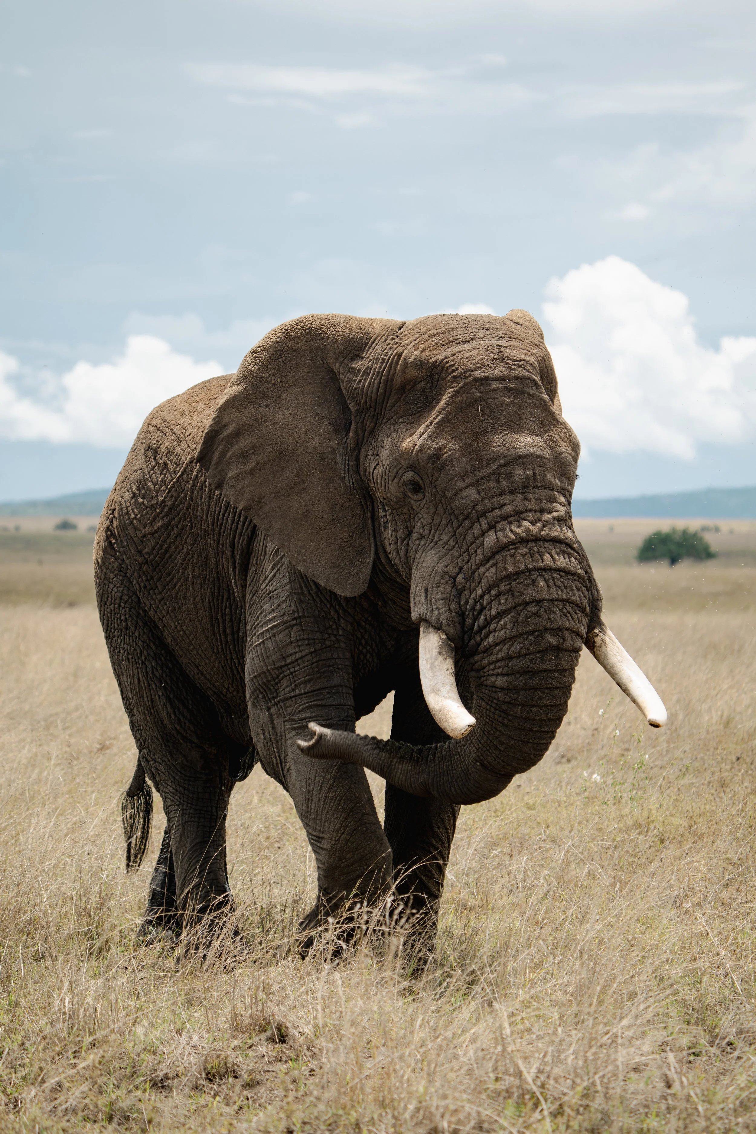 Serengeti National Park - Day 1 Safari-272.jpg