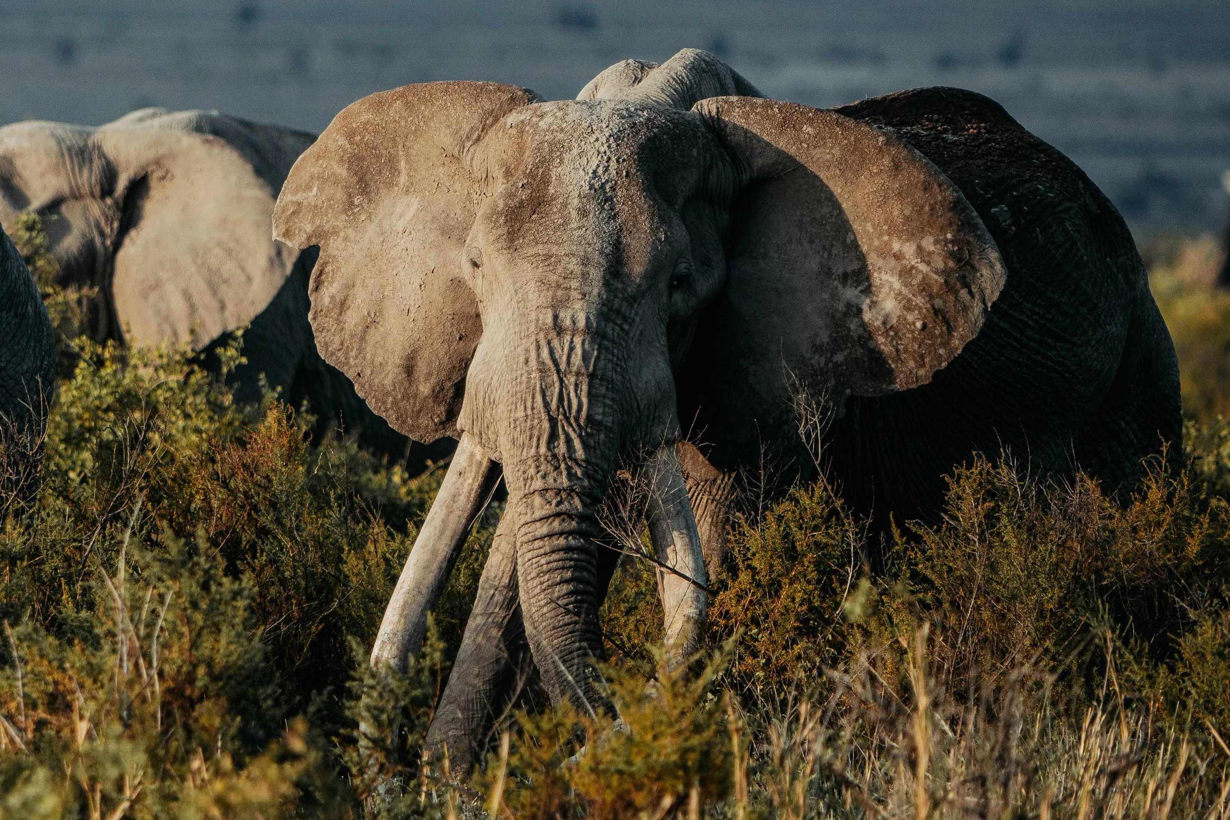 Amboseli National Park - Safari-275.jpg