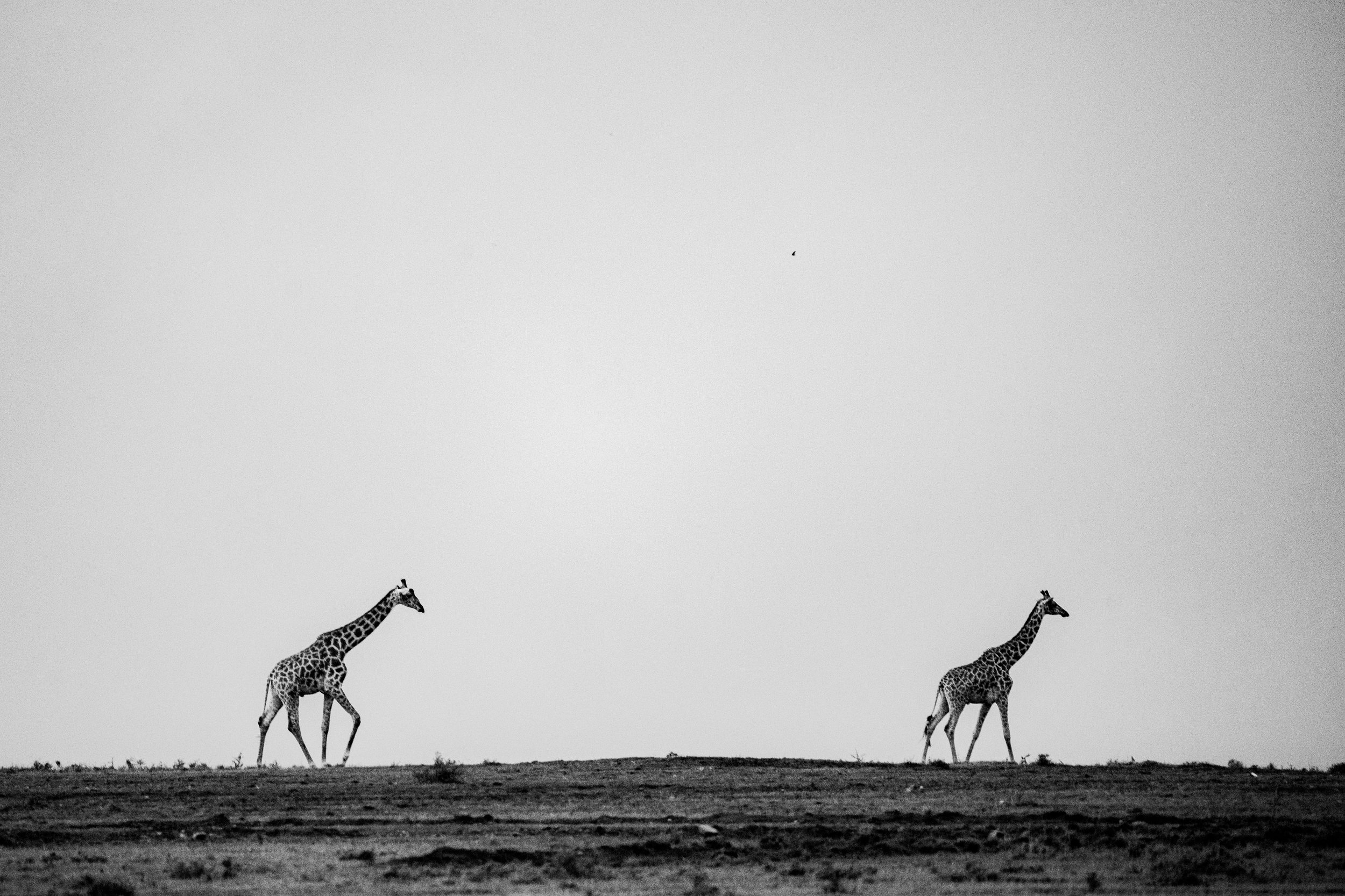 x Masai Mara - Balloon-105.jpg