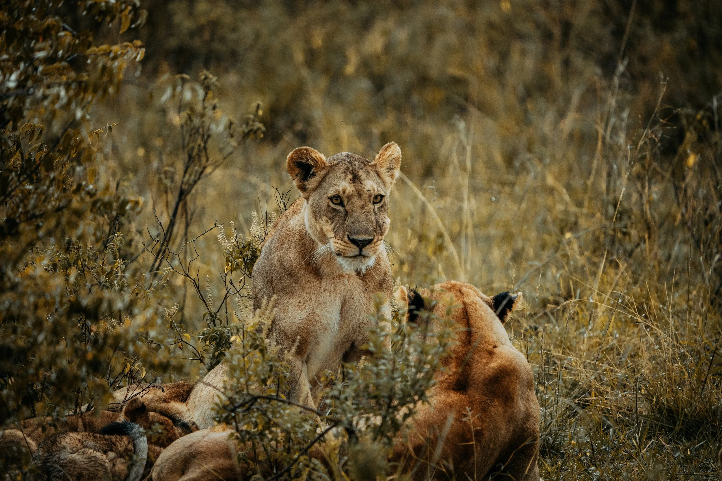 x Lake Nakuru-396.jpeg