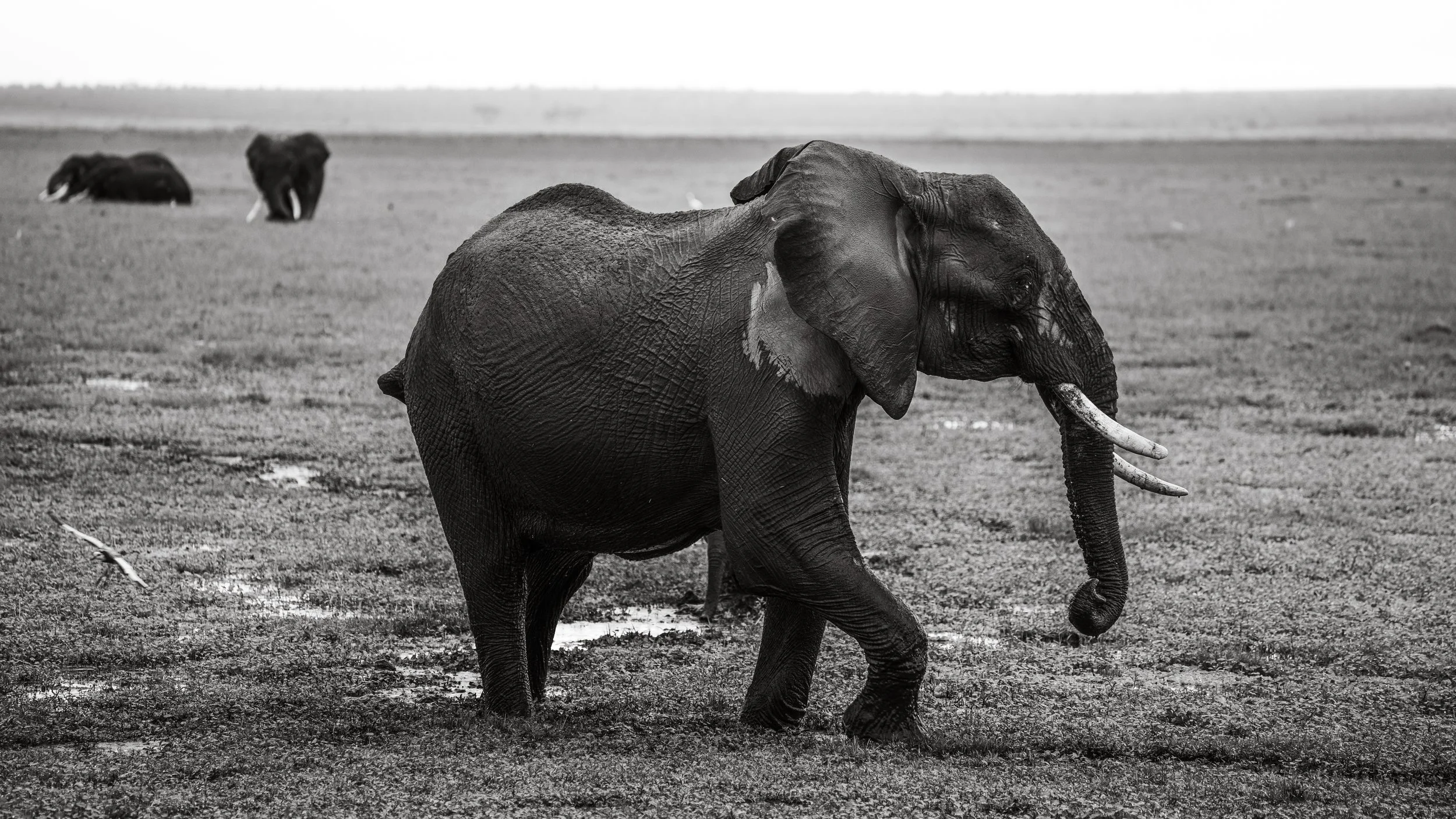 x Amboseli to Nairobi-106.jpg