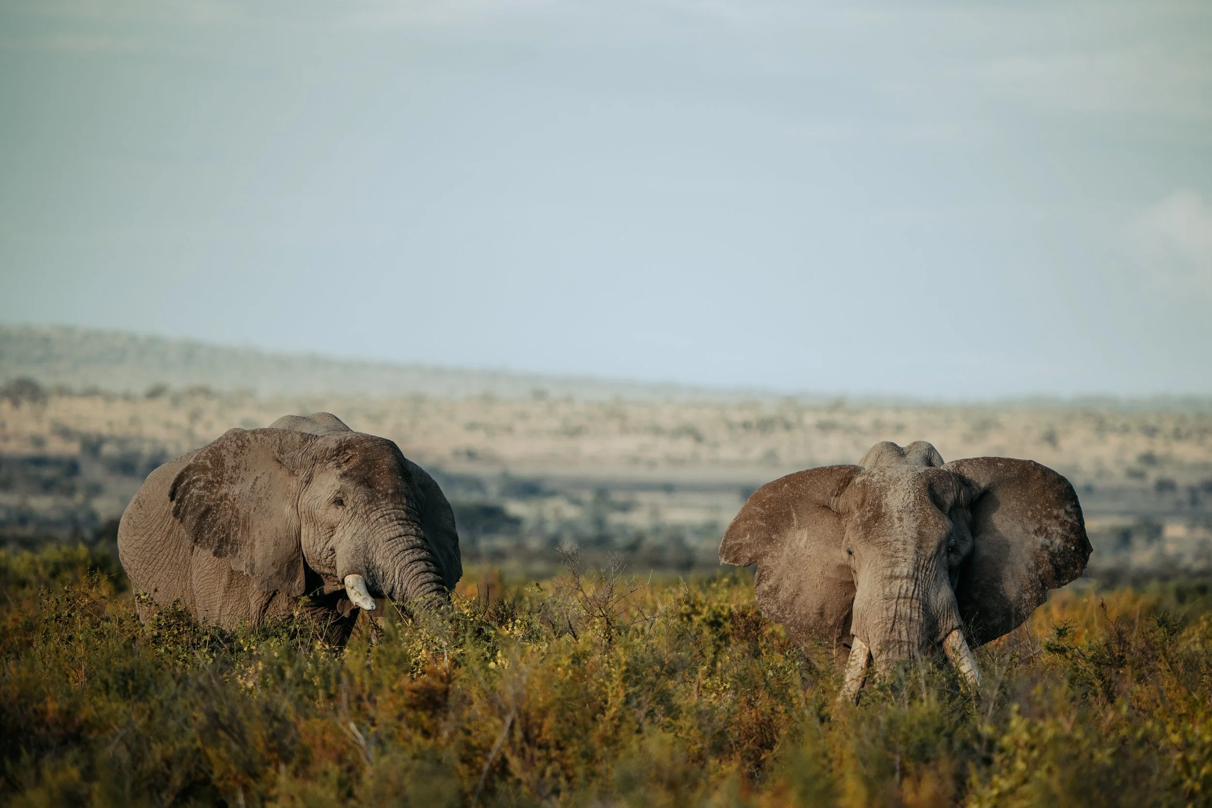 Amboseli National Park - Safari-267.jpg