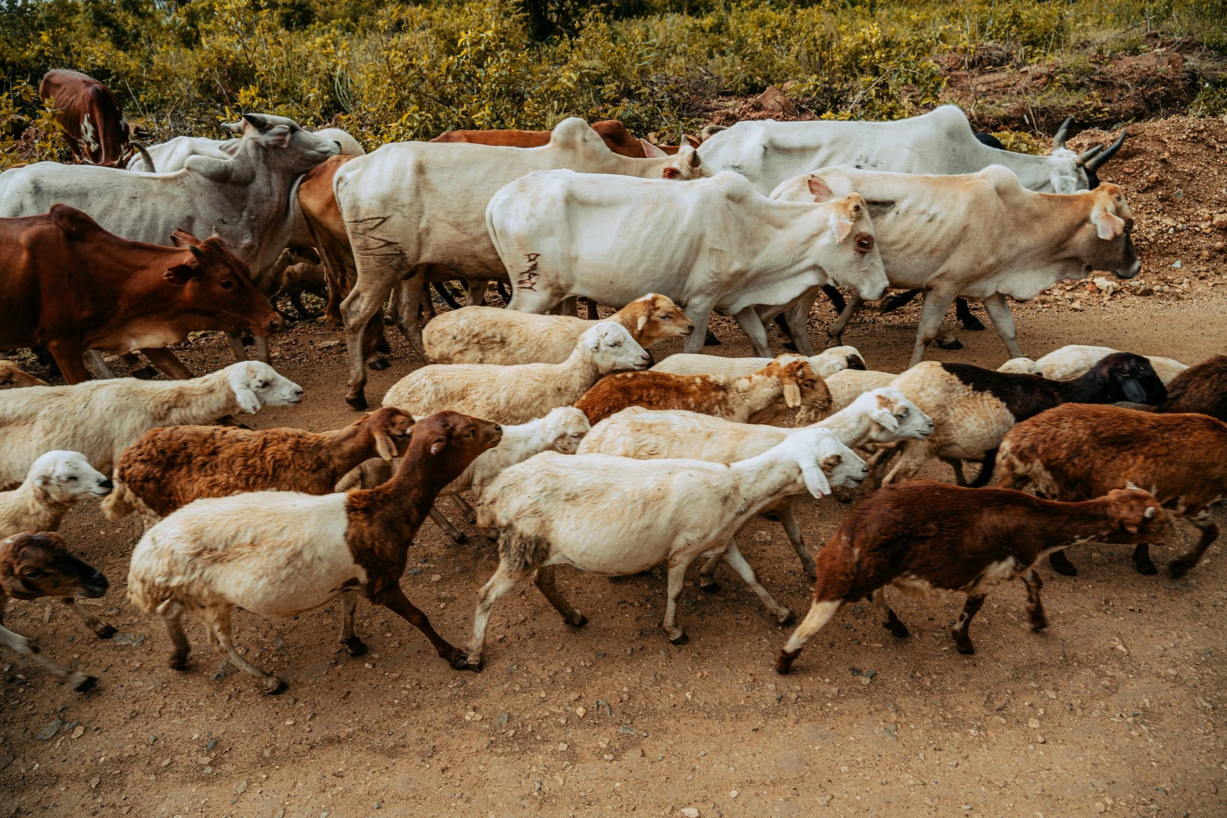 p The Drive - Kenya to TZ-362.jpeg