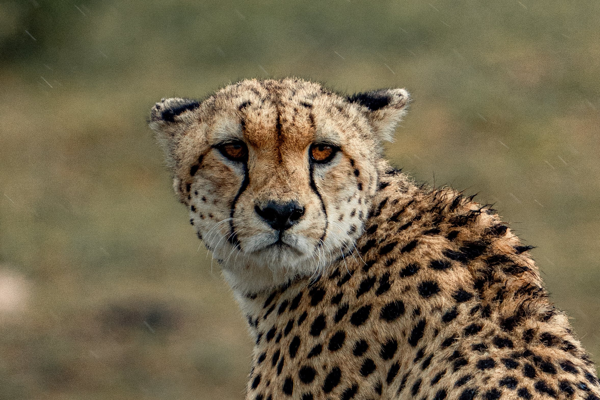 x Lake Nakuru-336.jpg