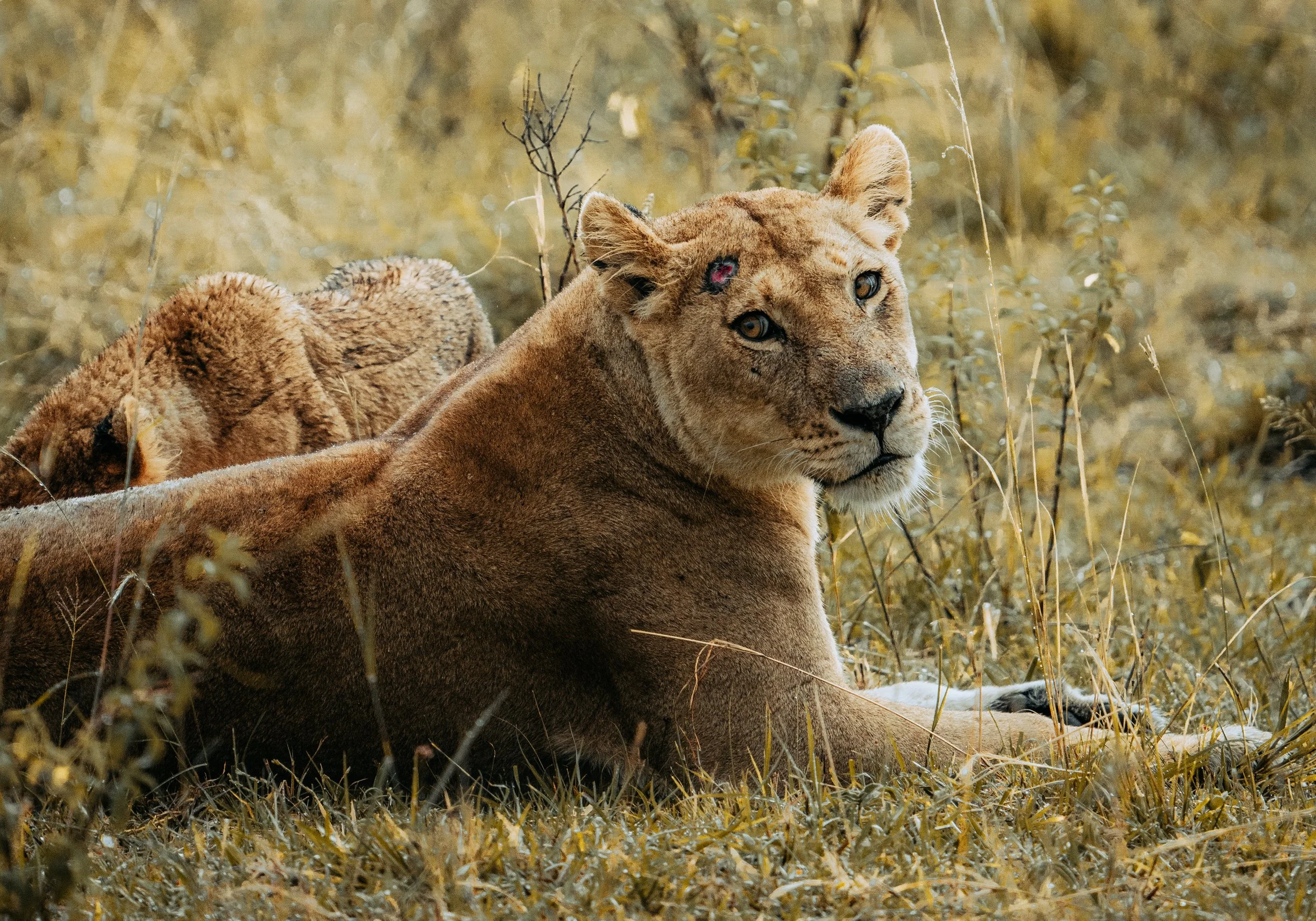 x Lake Nakuru-380.jpg
