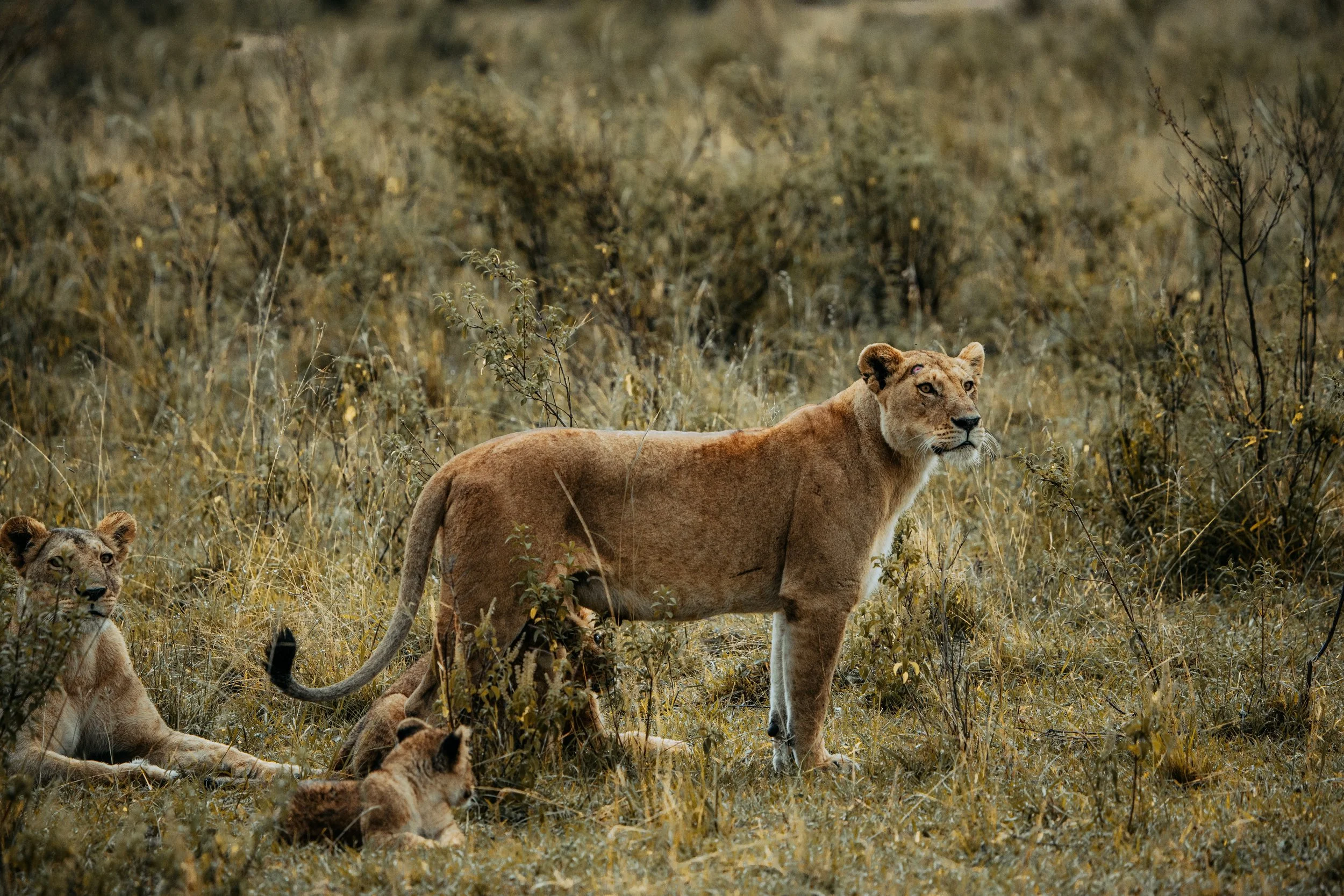 x Lake Nakuru-397.jpeg