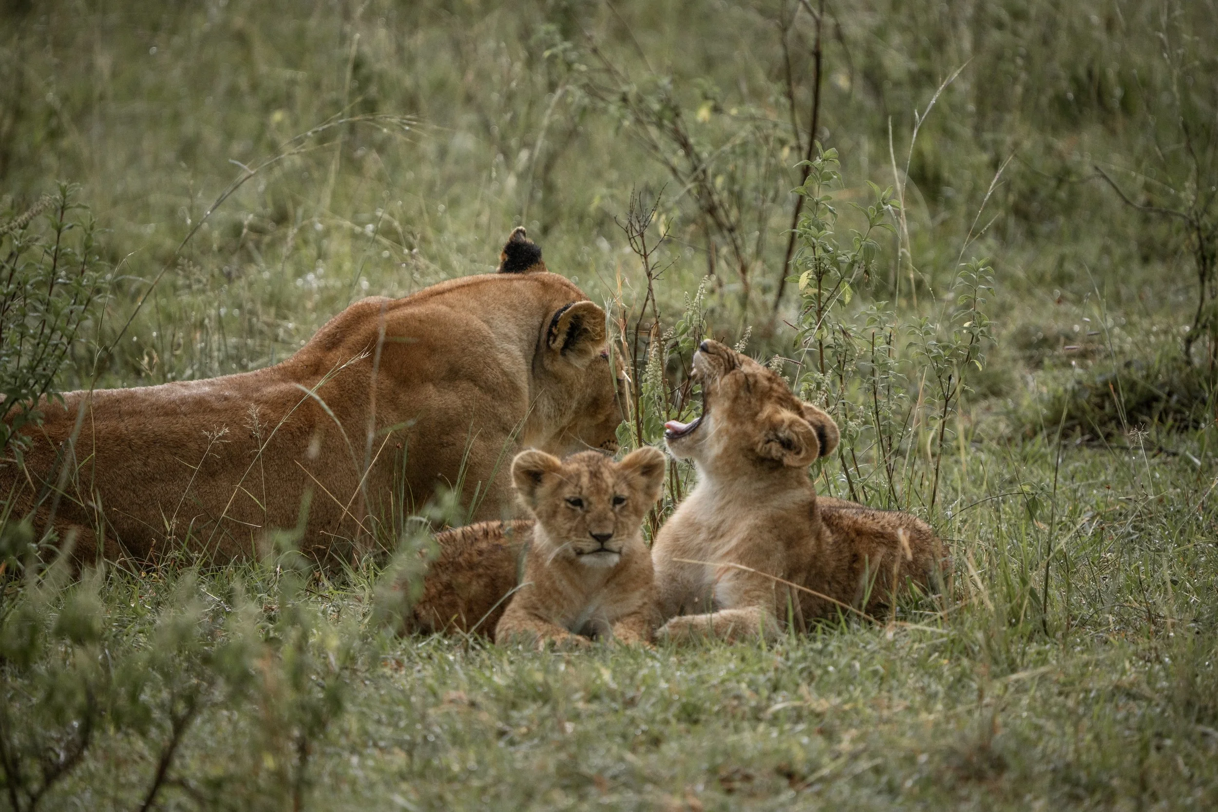 x Lake Nakuru-391.jpeg