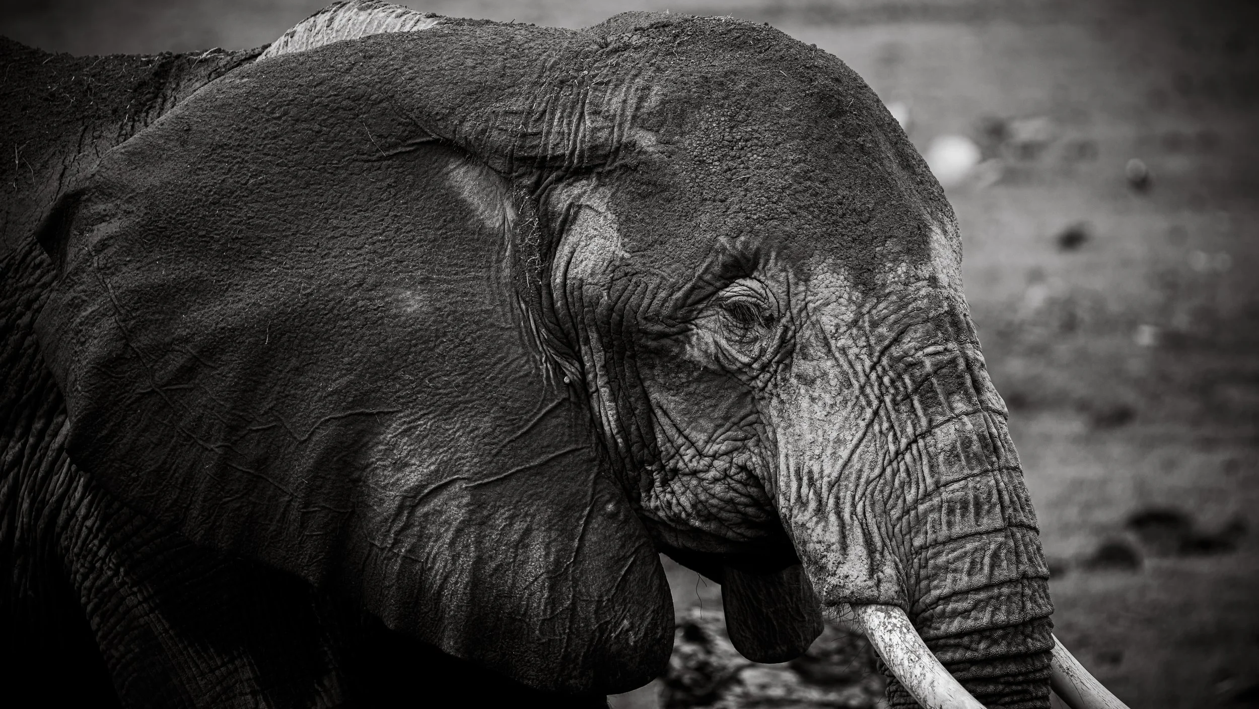 x Amboseli to Nairobi-139.jpg