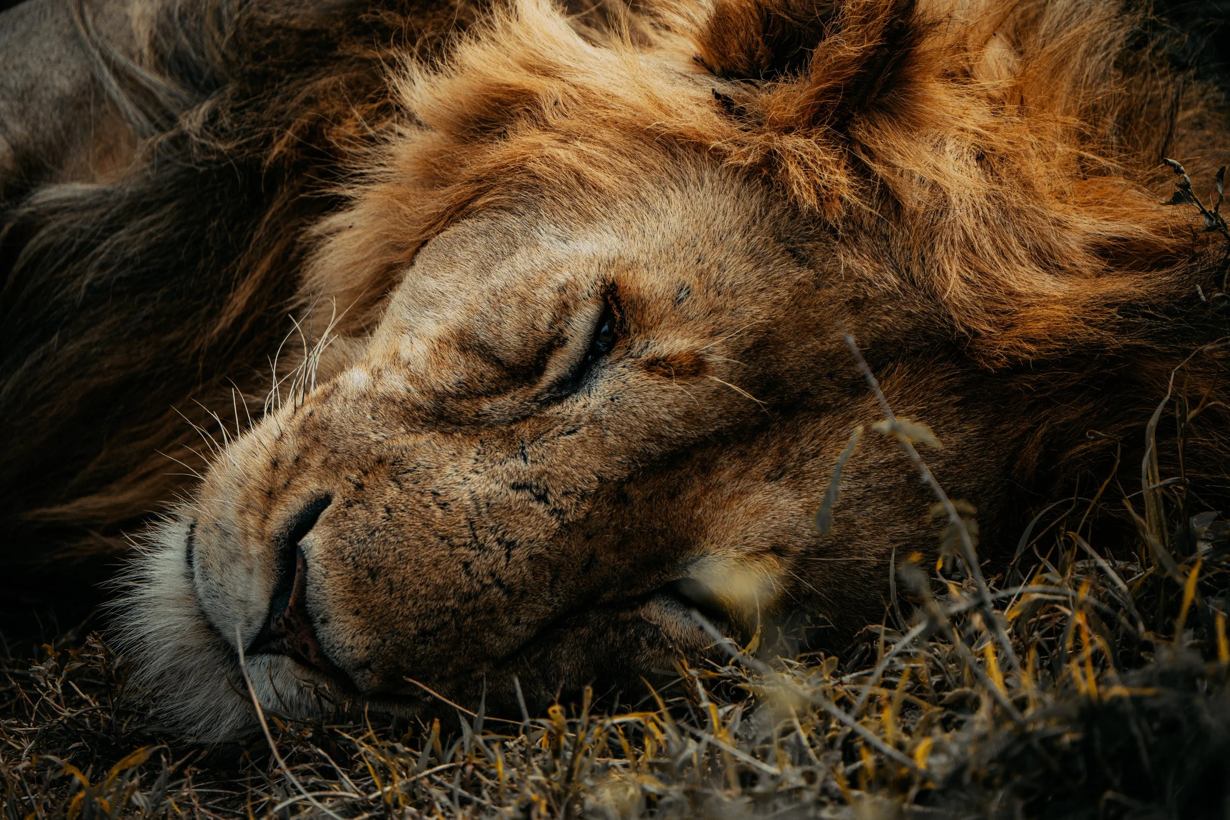 x Masai Mara - Safari-350.jpeg