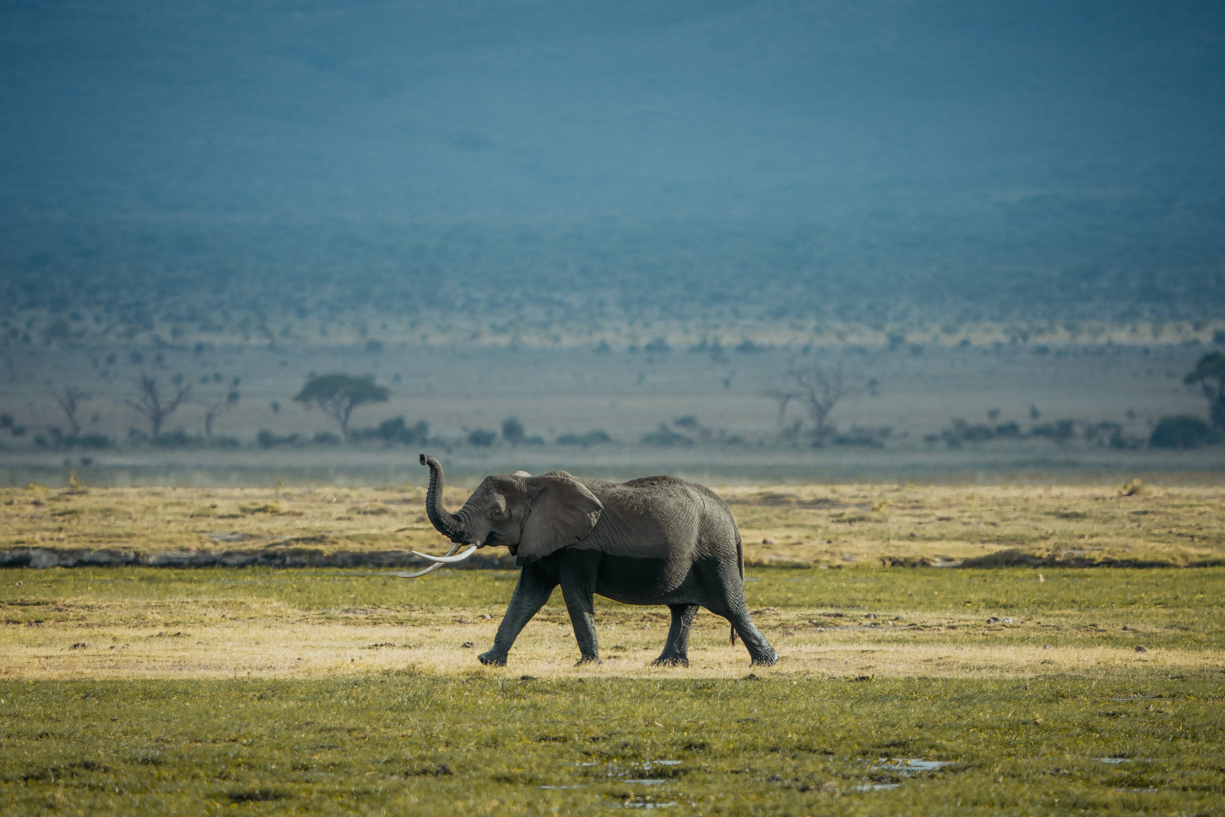 Amboseli National Park - Safari-232.jpg