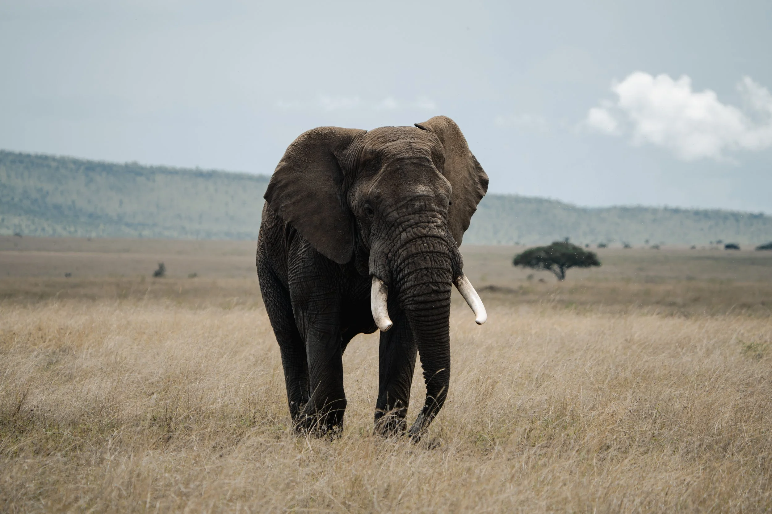 Serengeti National Park - Day 1 Safari-260.jpg