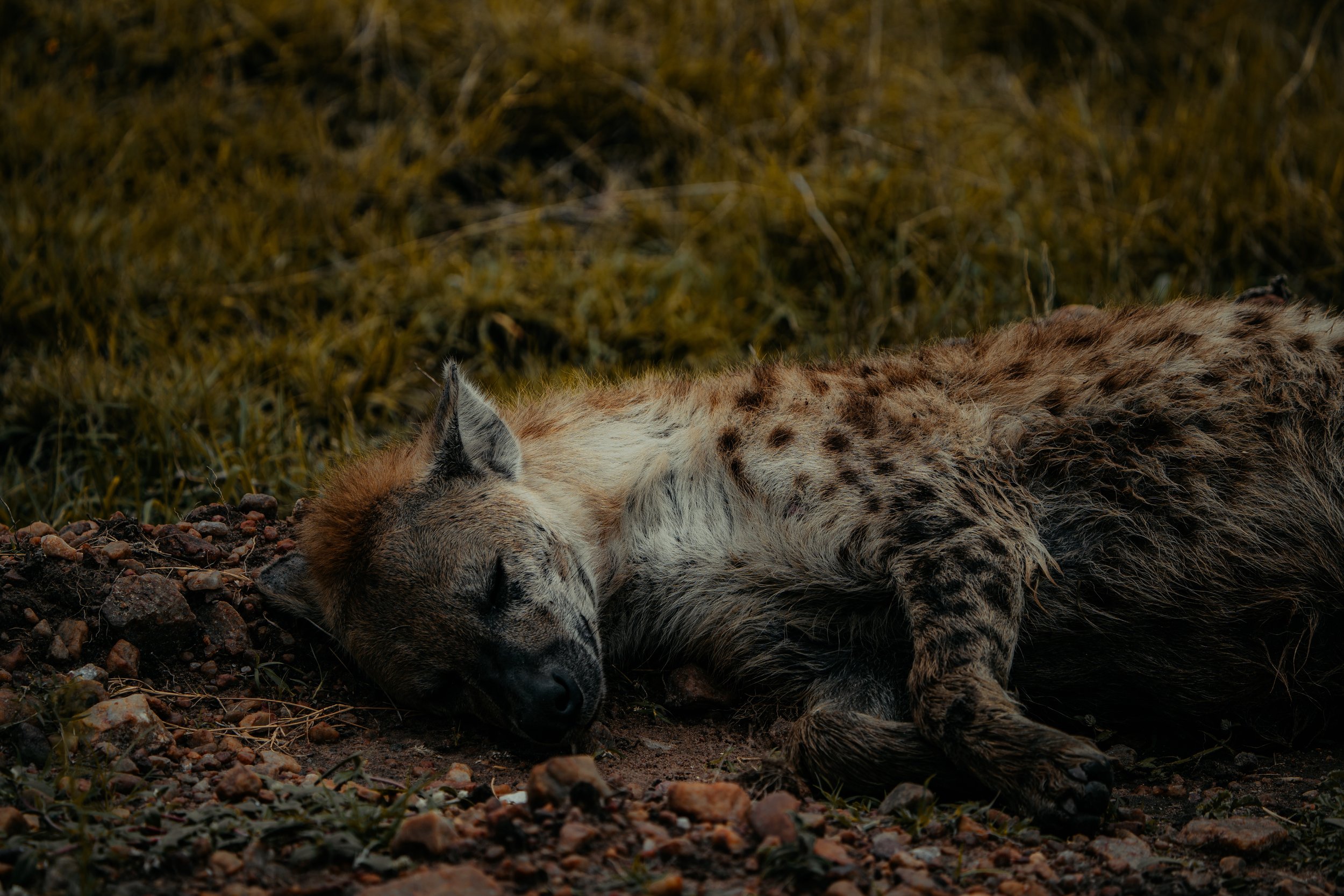 x Masai Mara - Safari-207.jpeg