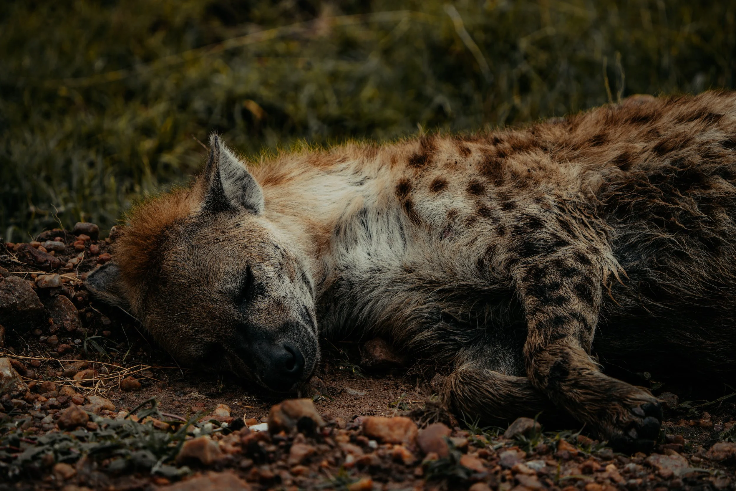 x Masai Mara - Safari-209.jpeg