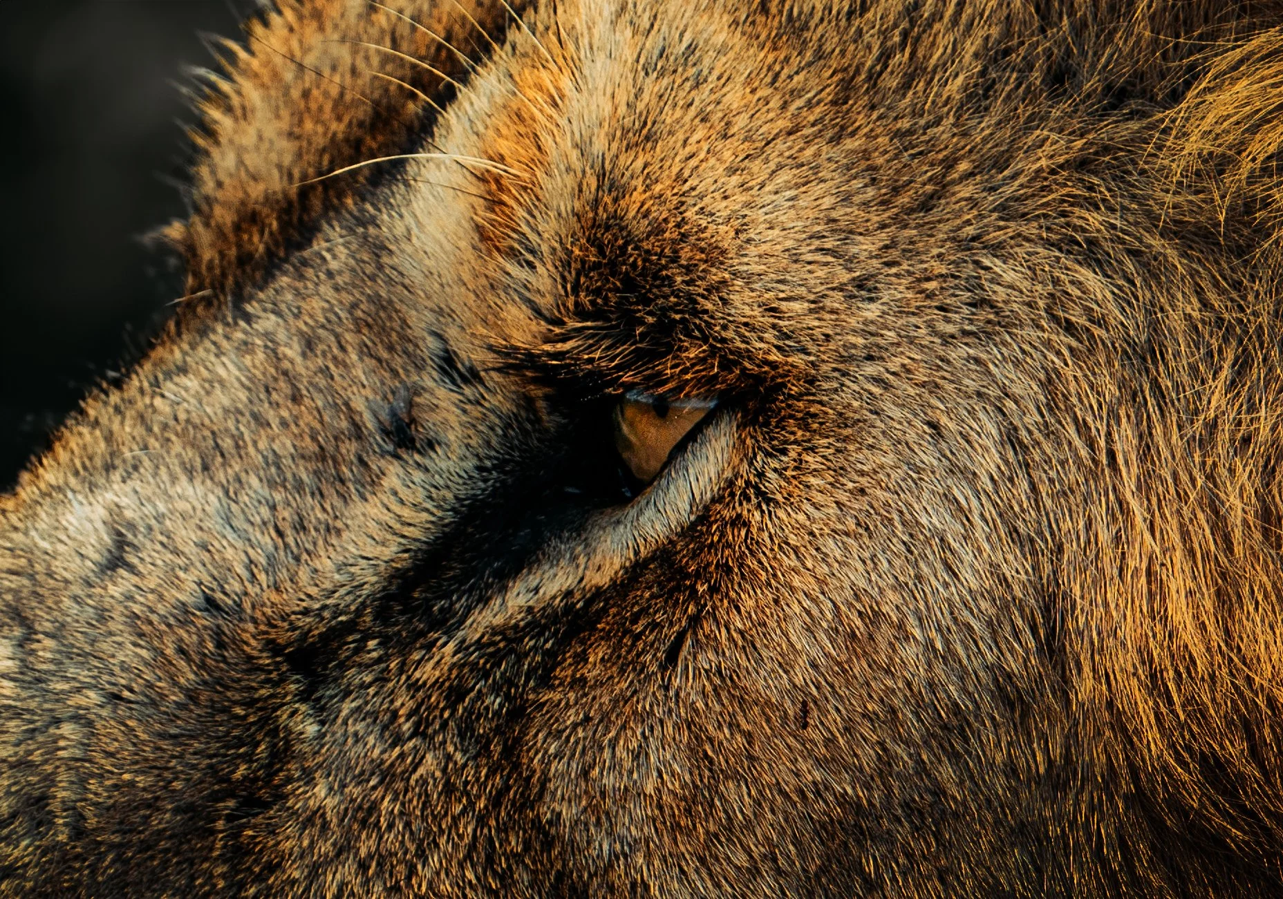 LION EYE.jpg