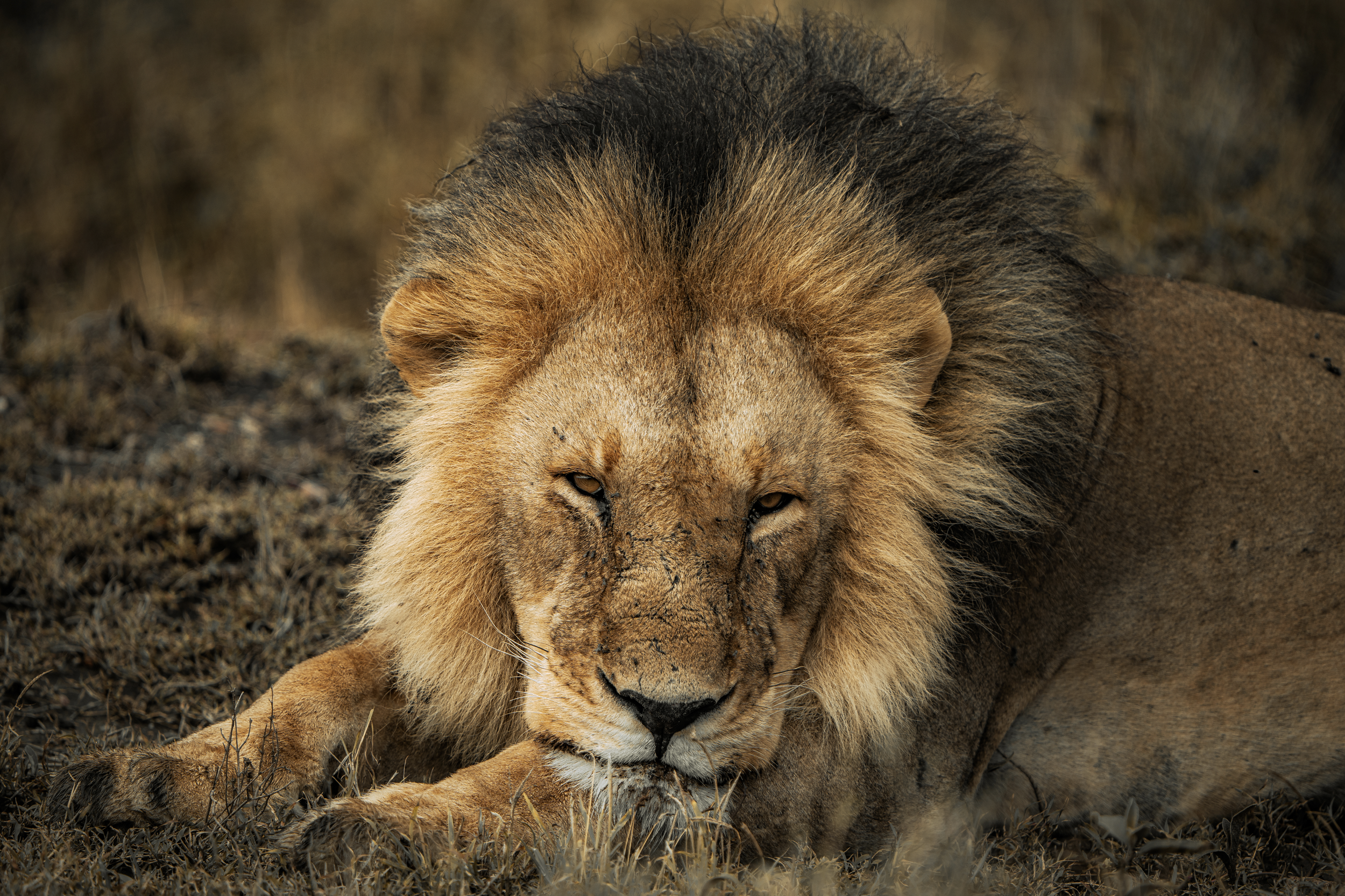 Screen Shot 2024-02-22 at 5.21.41 PM.png