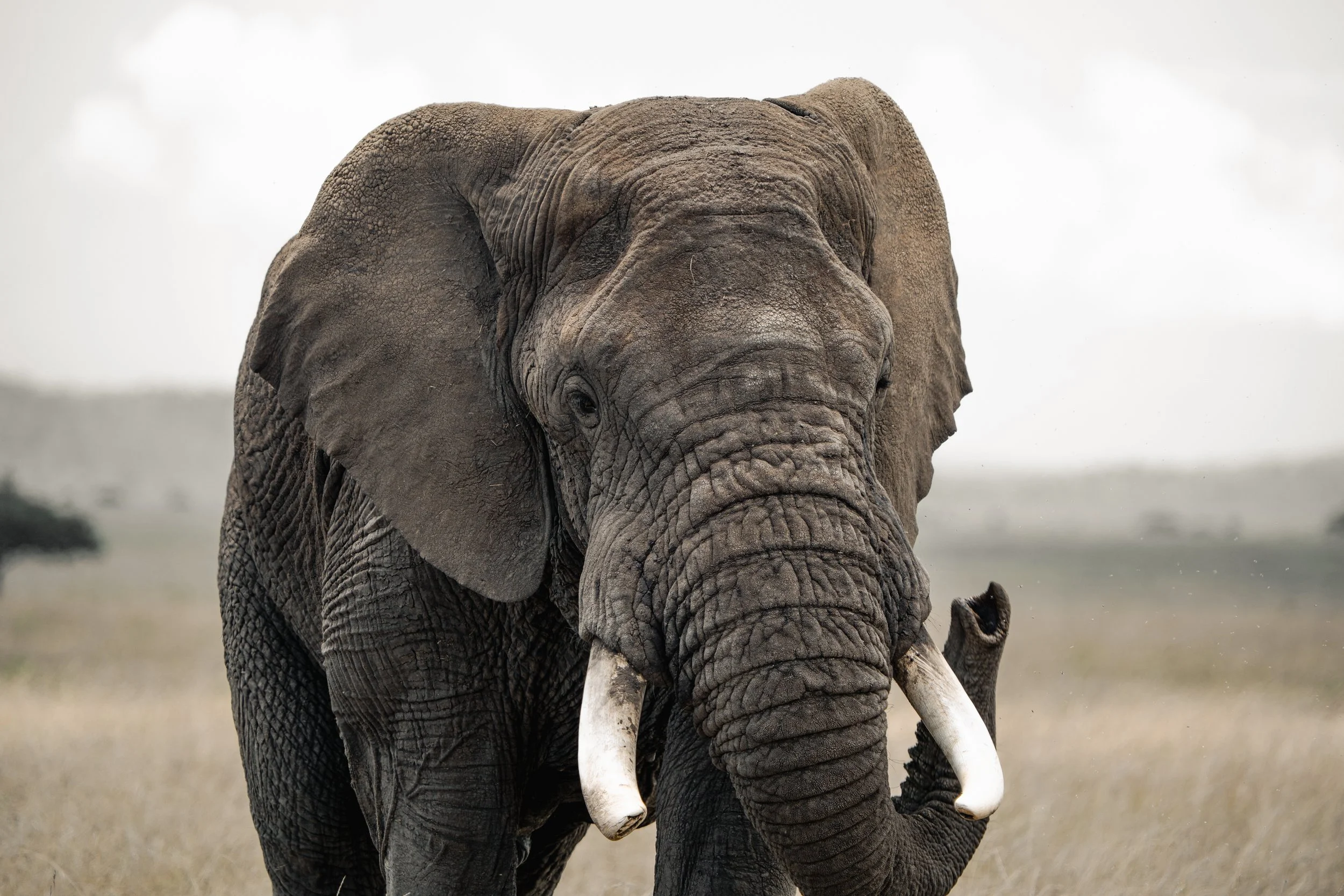 Serengeti National Park - Day 1 Safari-268.jpg