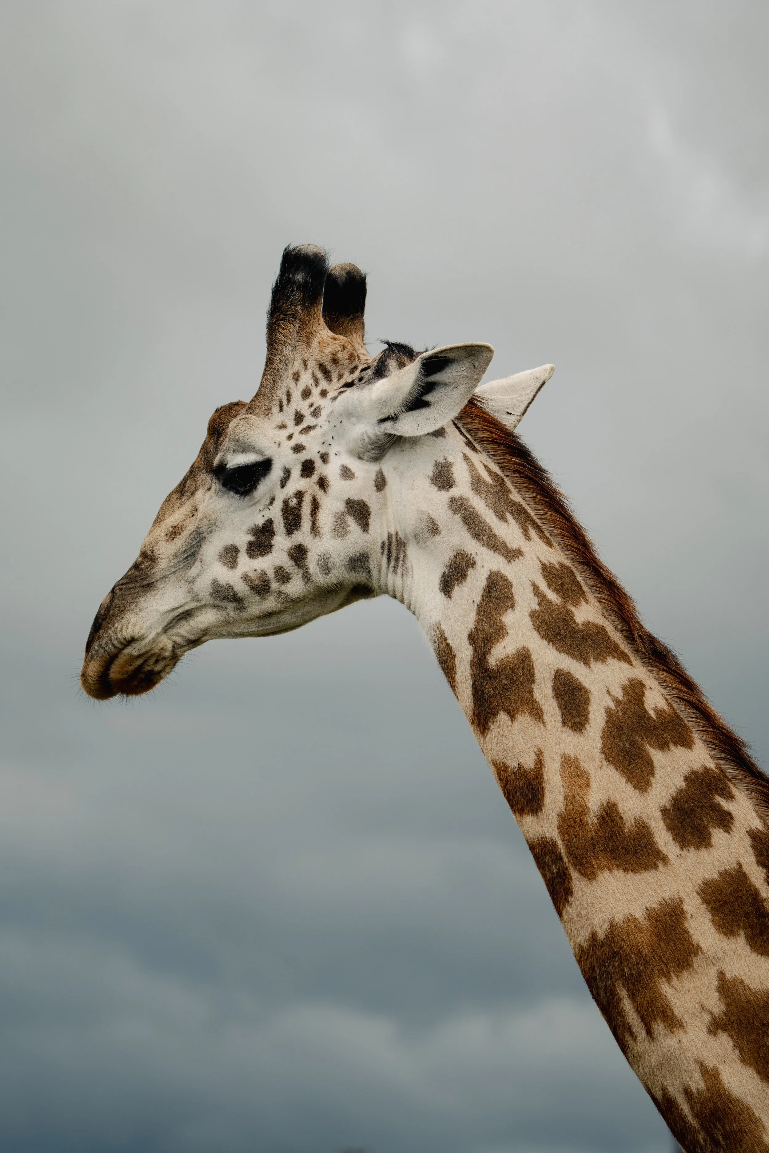 Serengeti National Park - Day 1 Safari-358.jpg