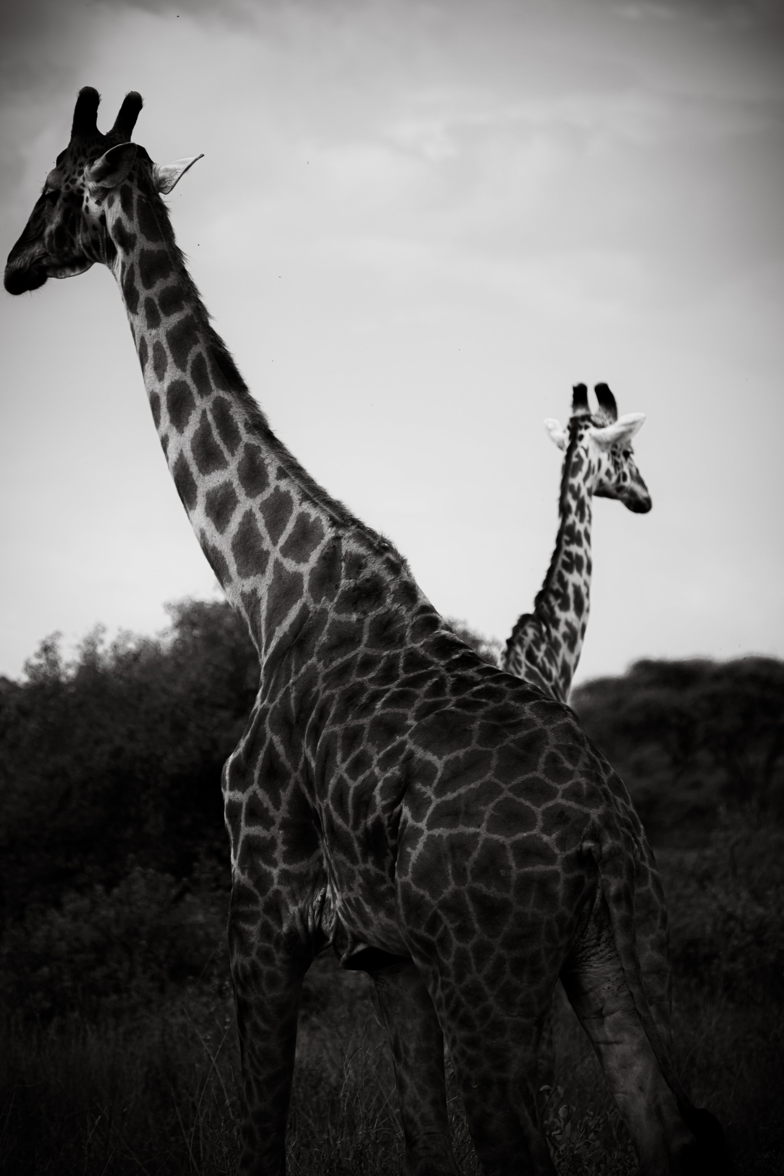 Serengeti National Park - Day 1 Safari-388.jpg