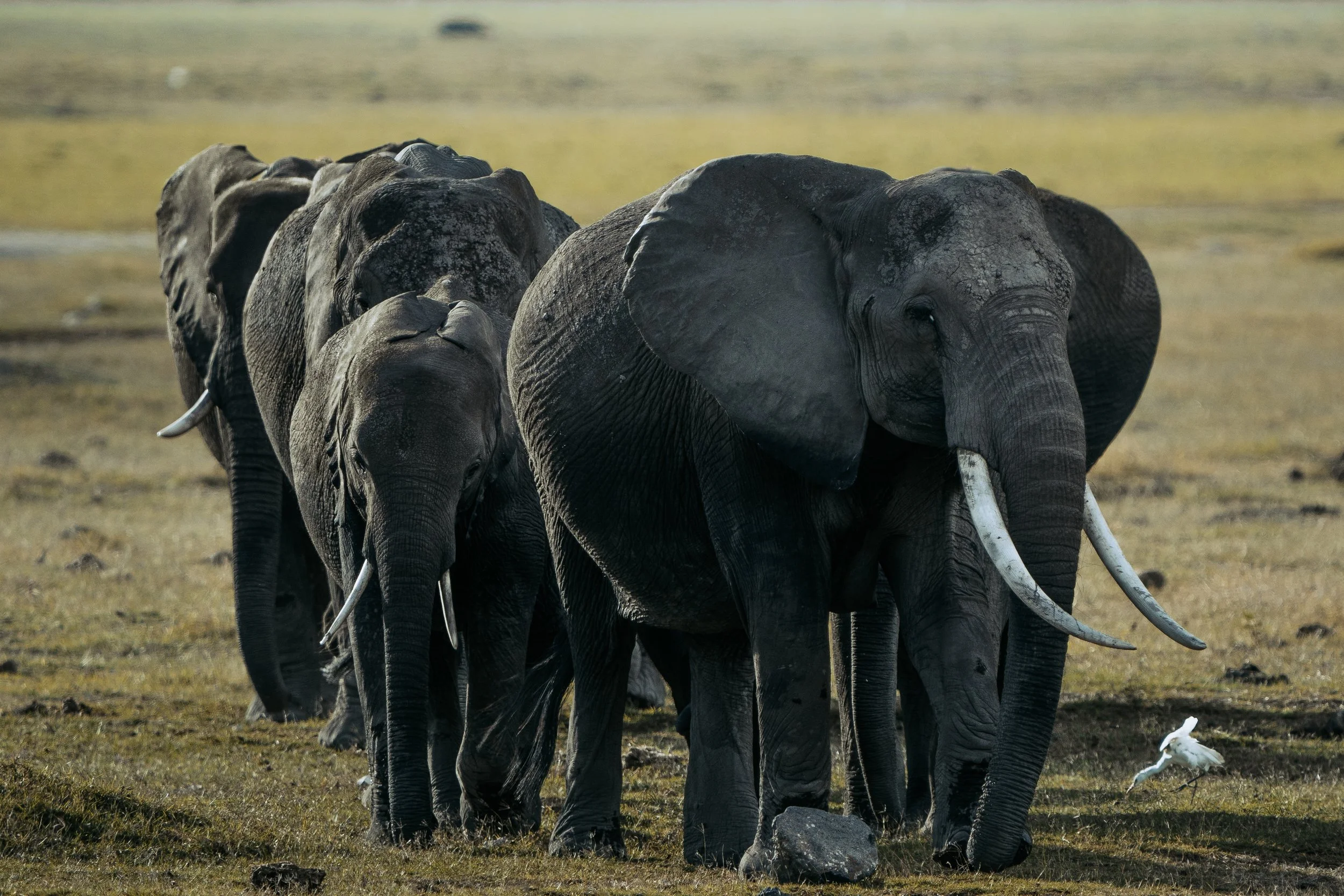 Amboseli National Park - Safari-190.jpg