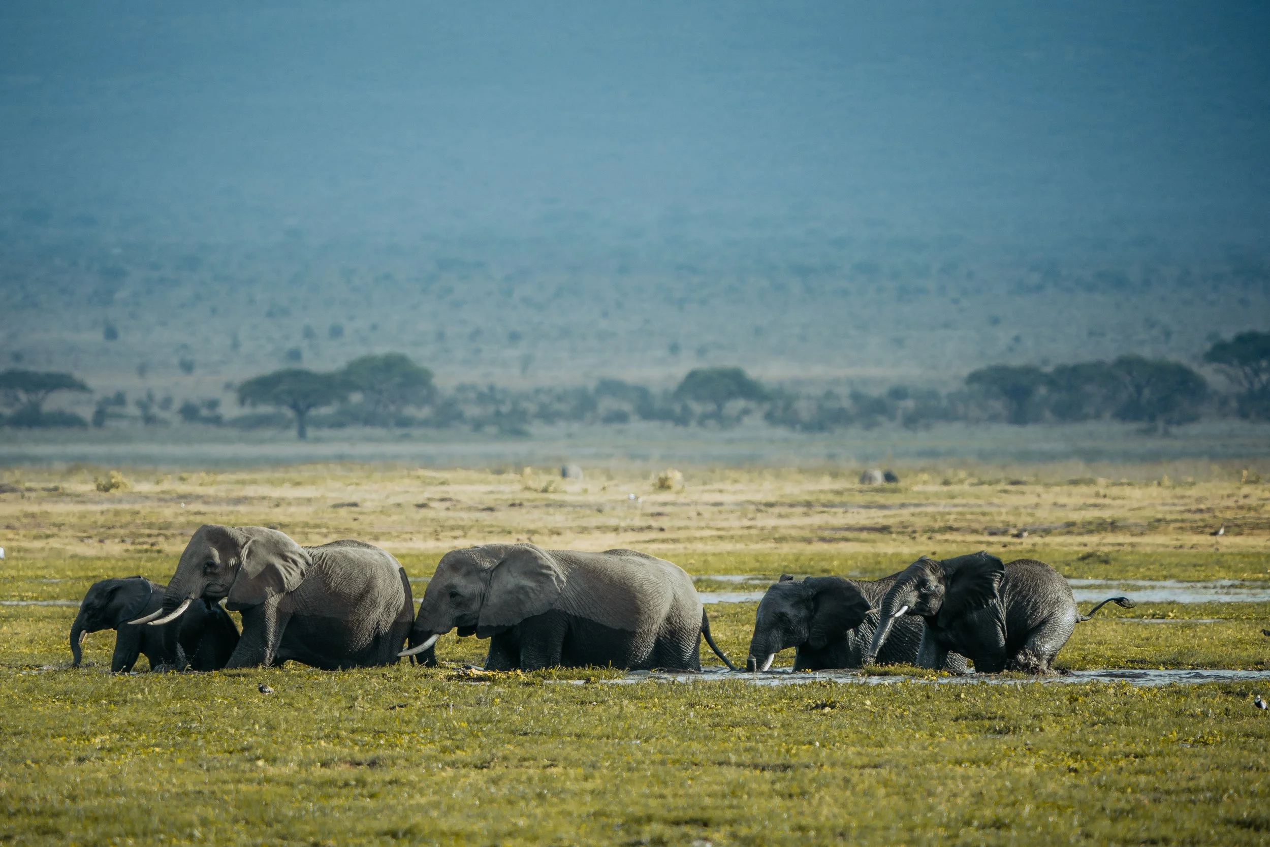 Amboseli National Park - Safari-226.jpg