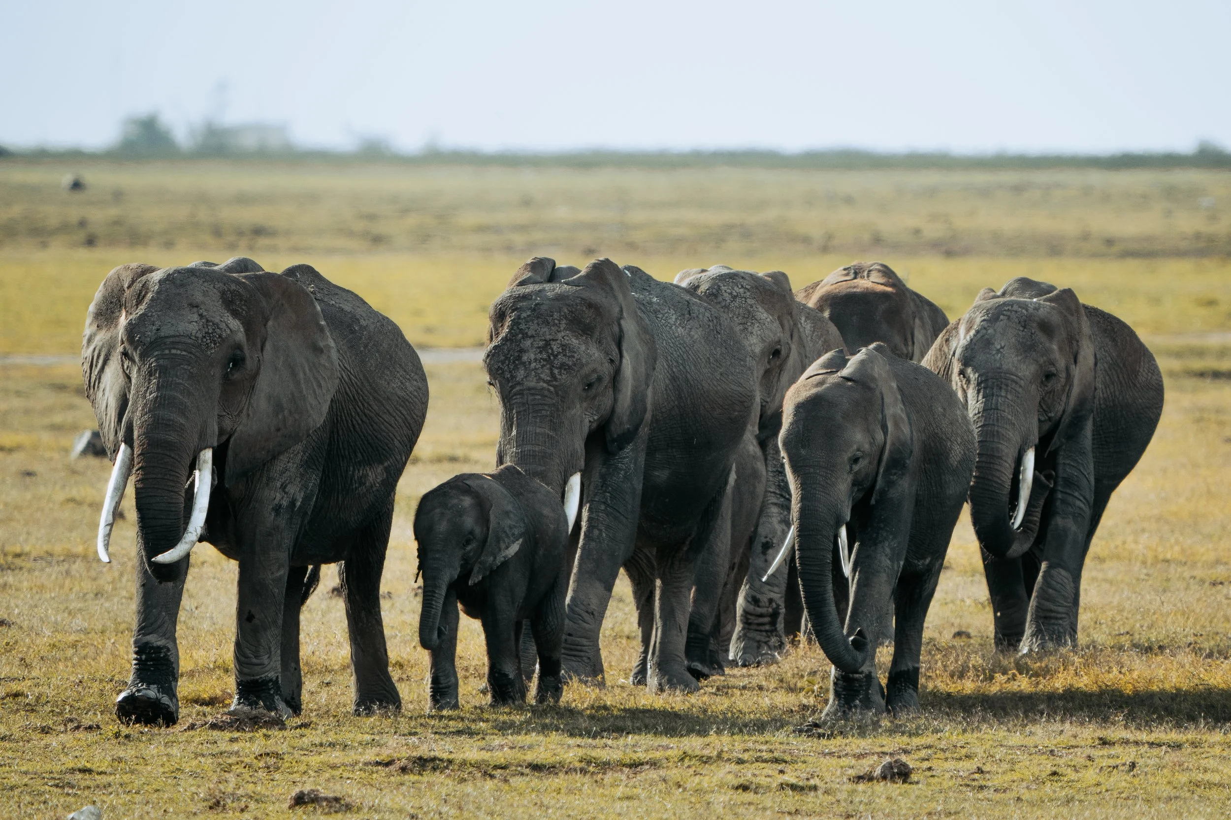 Amboseli National Park - Safari-186.jpg